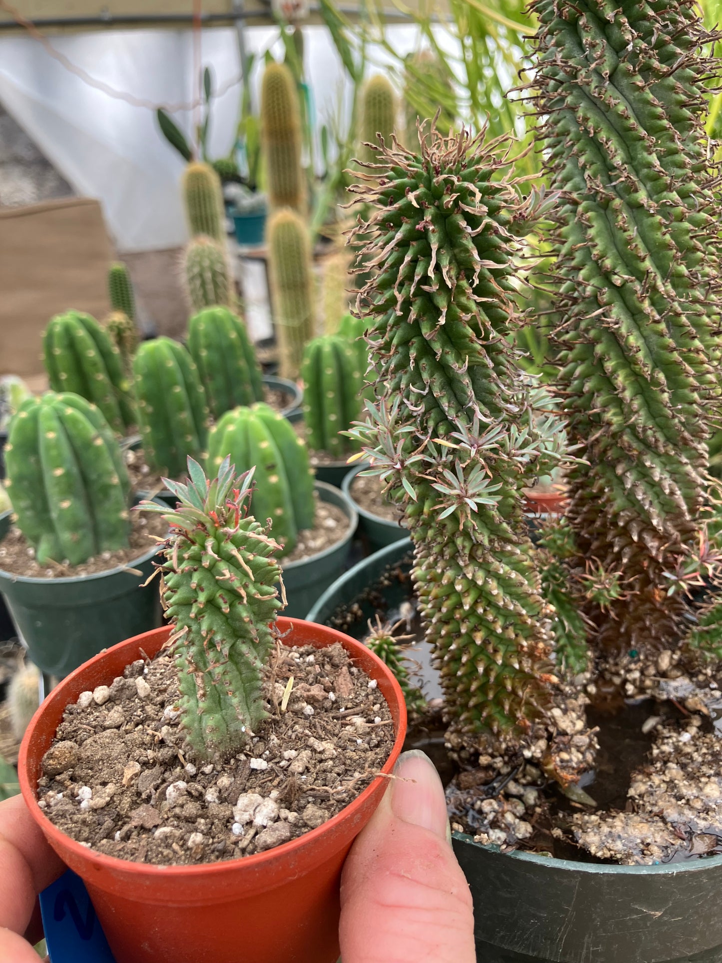 Euphorbia Twinkle Twirl  2" Tall #205W