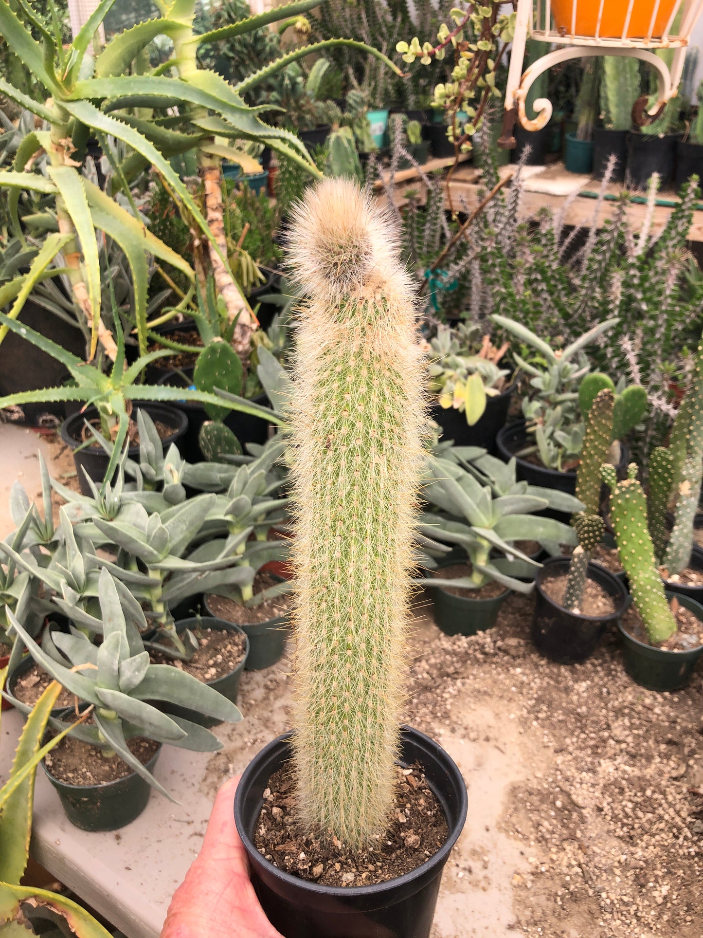 Cleistocactus Strausii Silver Torch Cactus 11”Tall #11W