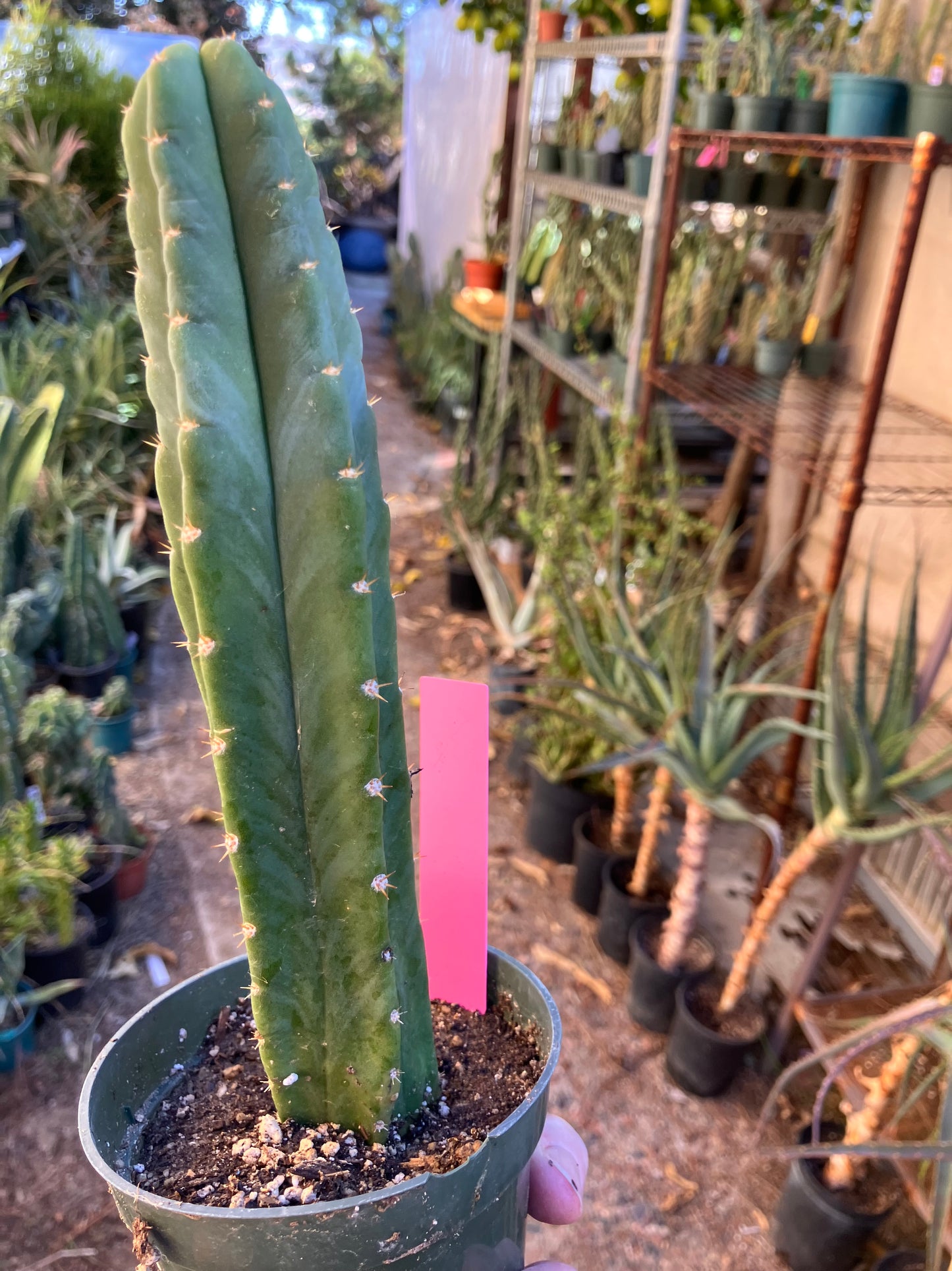 San Pedro Cactus - Trichocereus pachanoi 8.5"Tall #16P