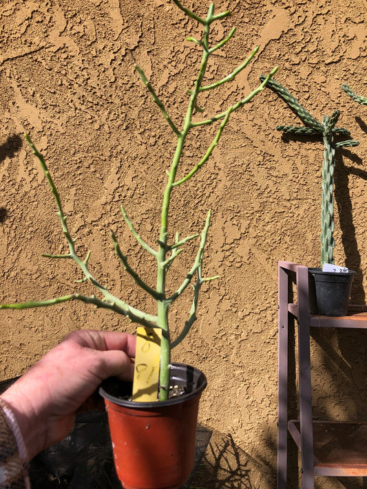 Euphorbia Tirucalli Briar Patch 8”Tall #81P