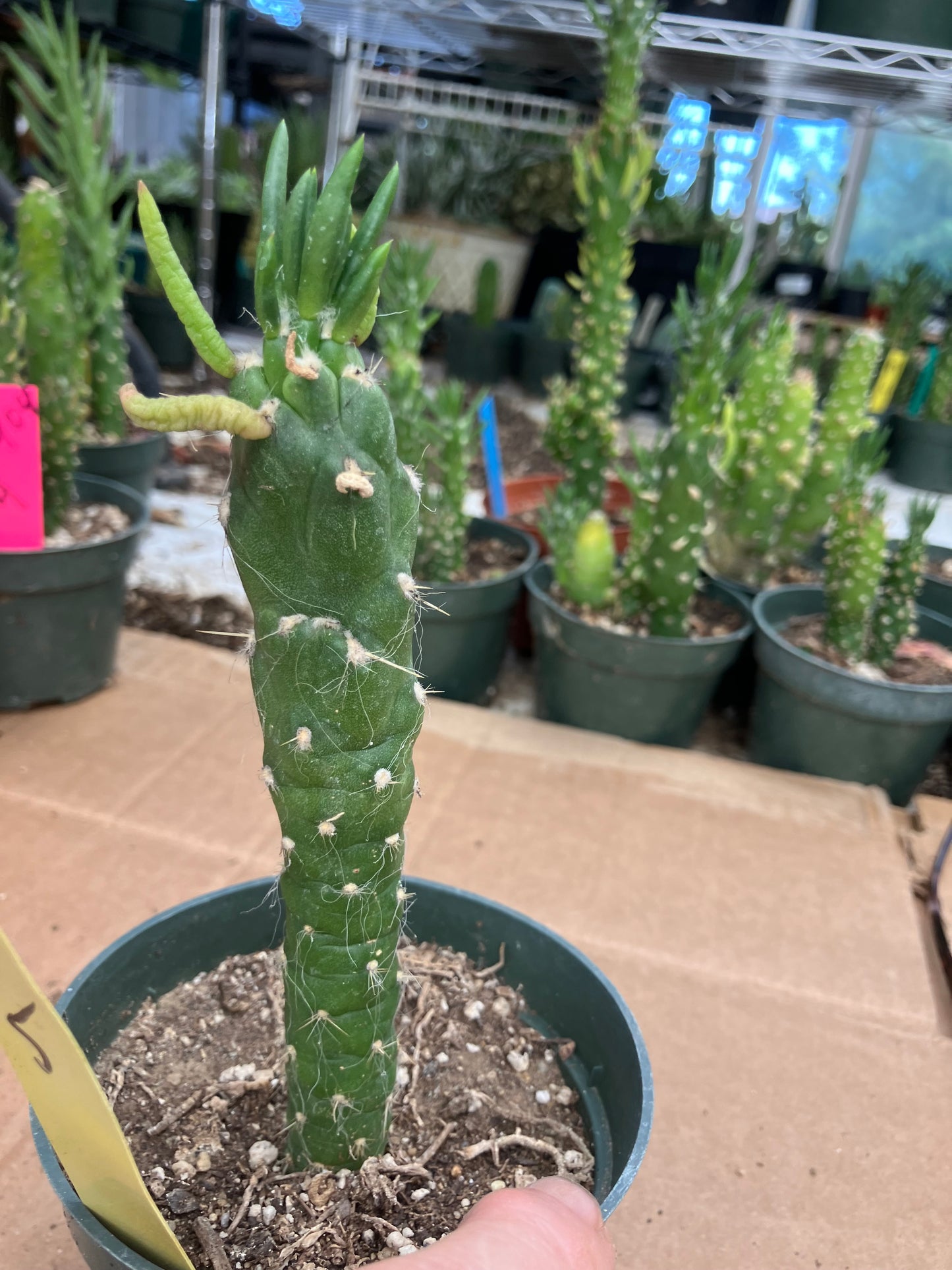 Austrocylindropuntia Cactus Gumbi Mini Eve's Needle 5"Tall #50Y