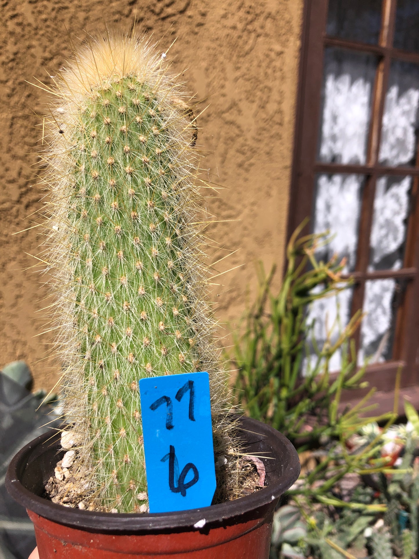 Cleistocactus Strausii Silver Torch Cactus 6”Tall #77B