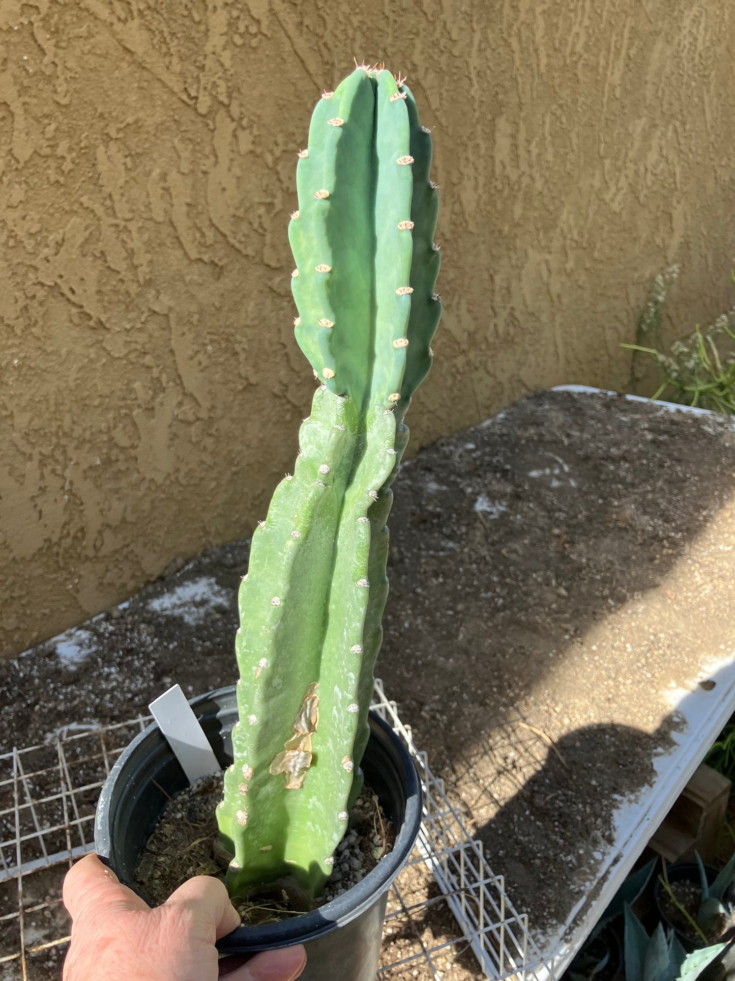 Cereus Peruvianus  Night Blooming 16"Tall#166W