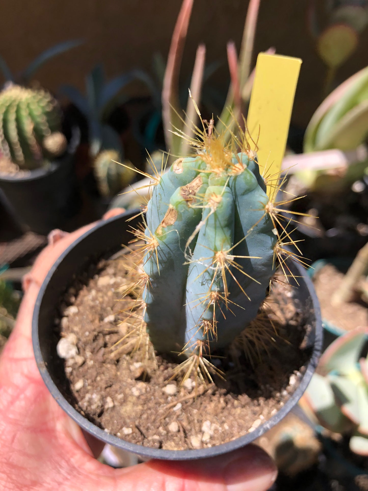 Pilosocereus Blue Azureus Cactus 3"Tall #33Y