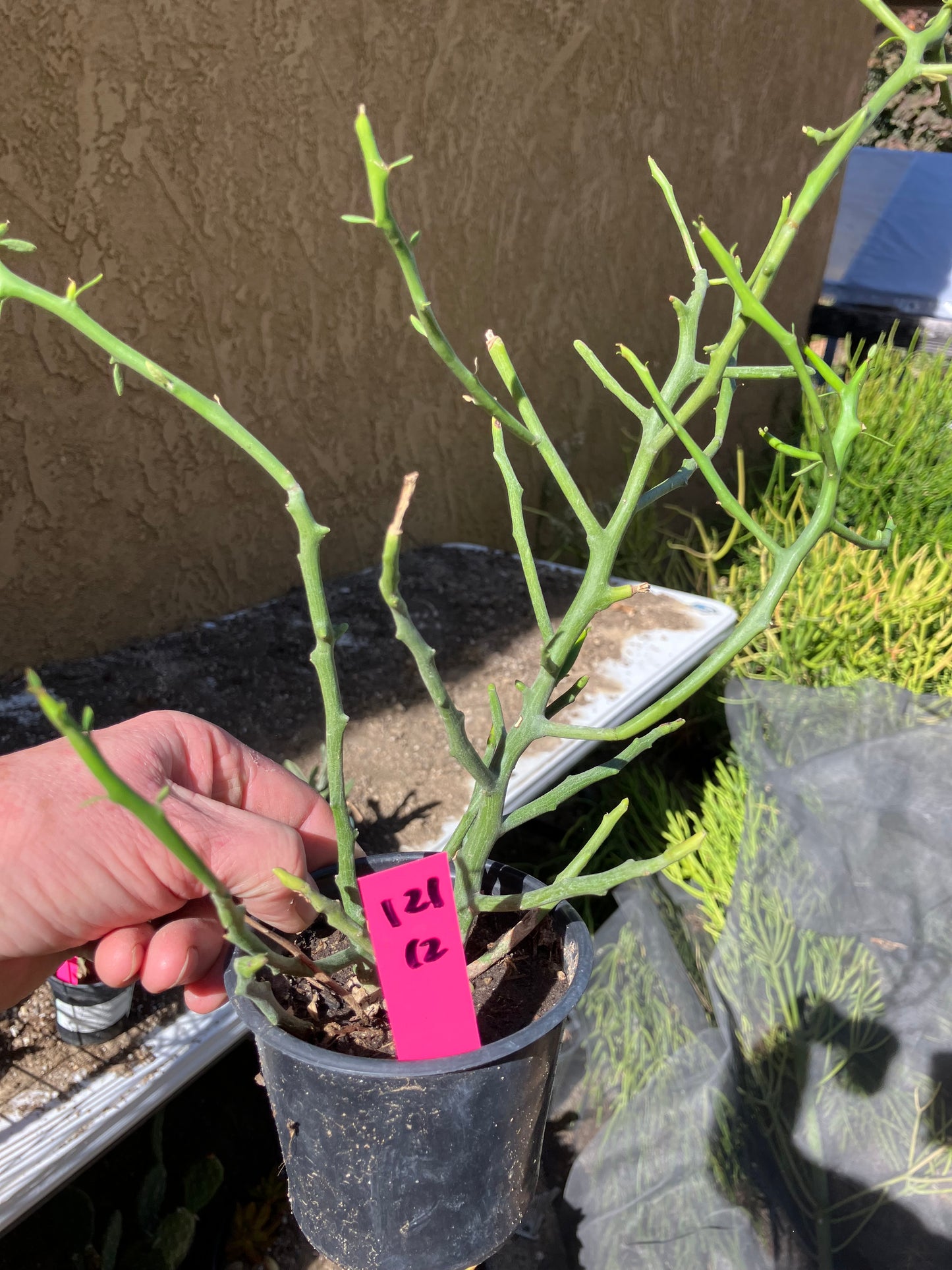 Euphorbia Tirucalli Briar Patch 12”Tall #121P