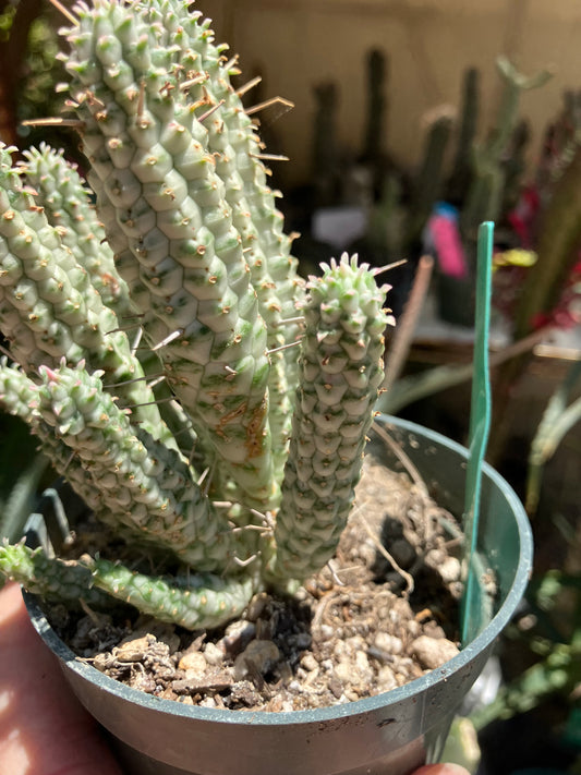 Euphorbia mammillarias Corn Cob 5.5"Tall #050