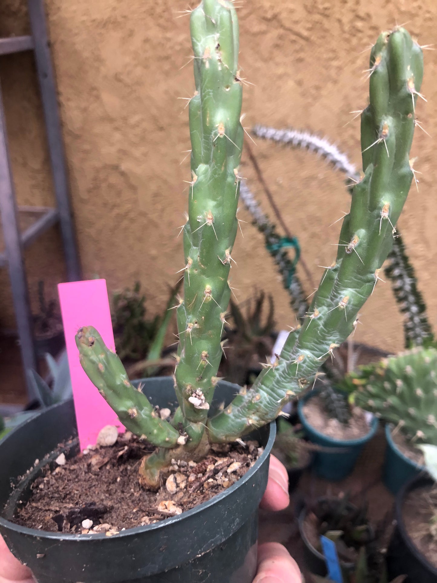 Cholla Cylindropuntia  Buckhorn 6”Tall #60P