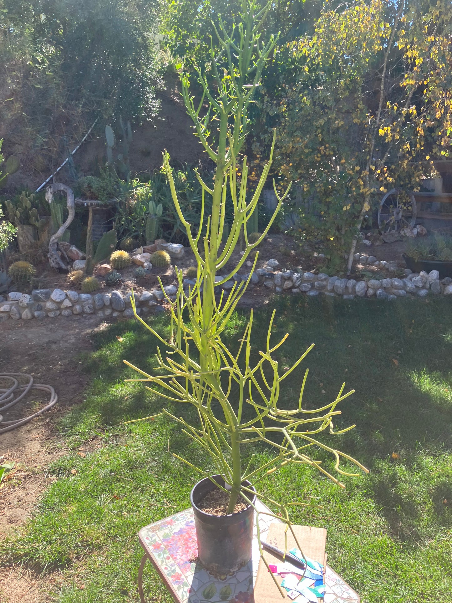 Euphorbia tirucalli Pencil Cactus/Succulent 46"Tall 20"Wide #29W