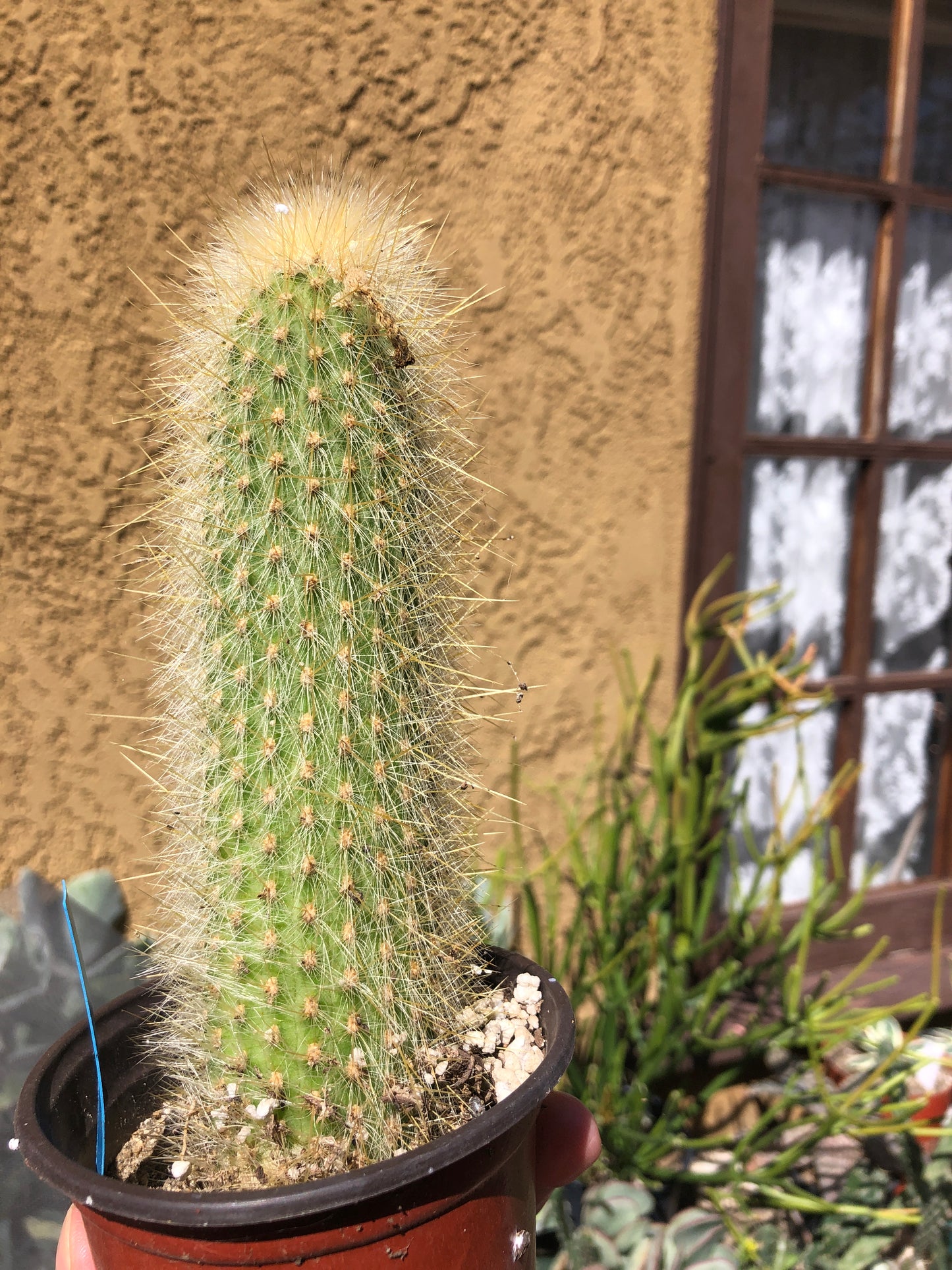 Cleistocactus Strausii Silver Torch Cactus 6”Tall #77B