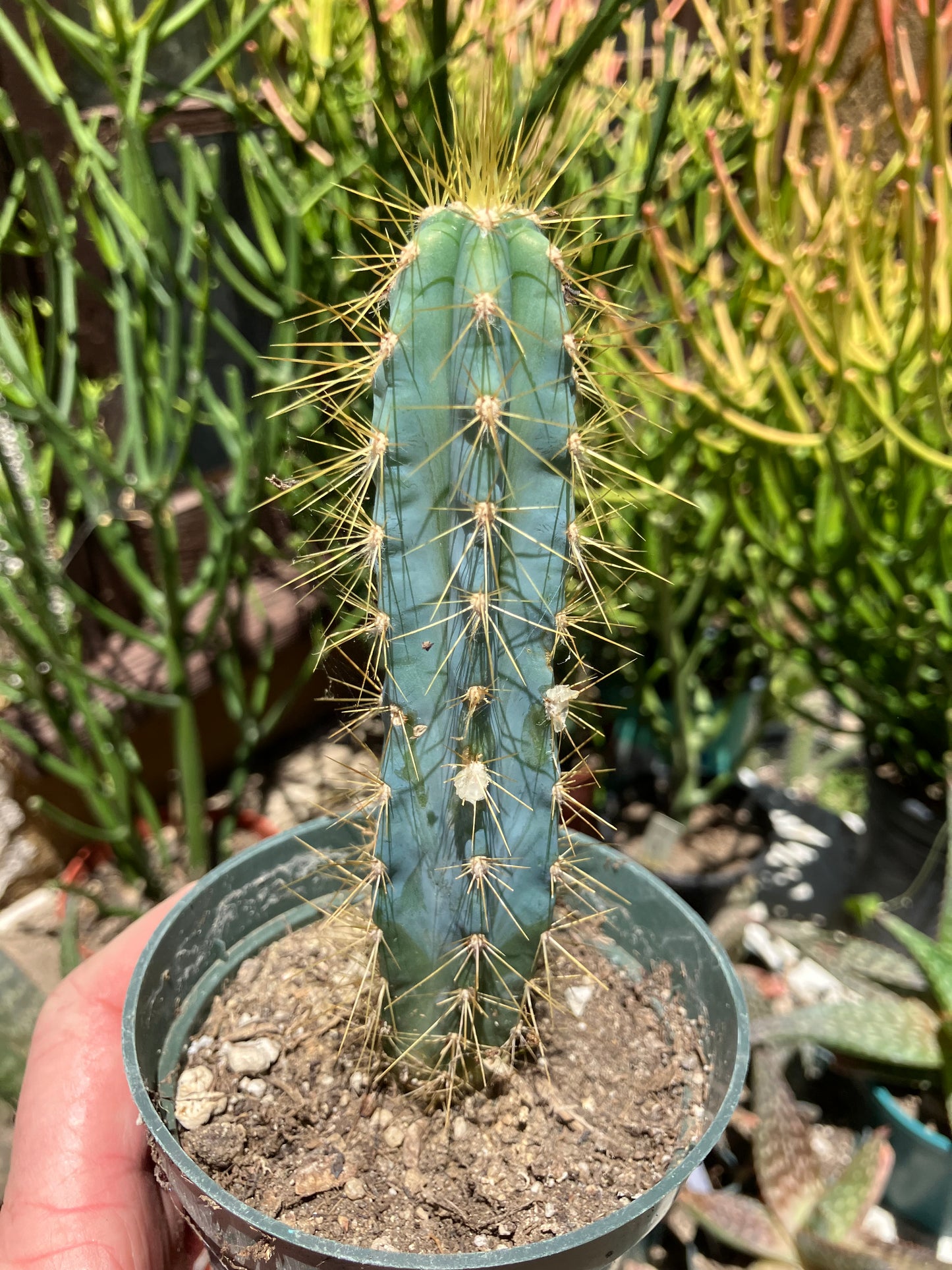 Pilosocereus Blue Azureus Cactus 6"Tall #35G