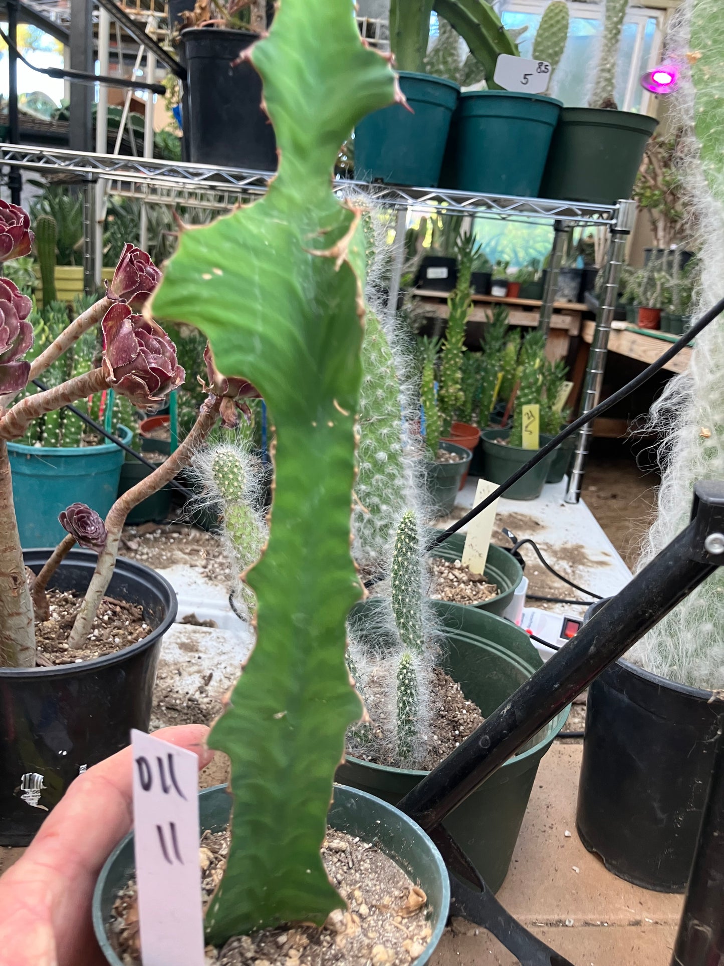 Euphorbia pseudocactus Zig Zag 11”Tall #011W