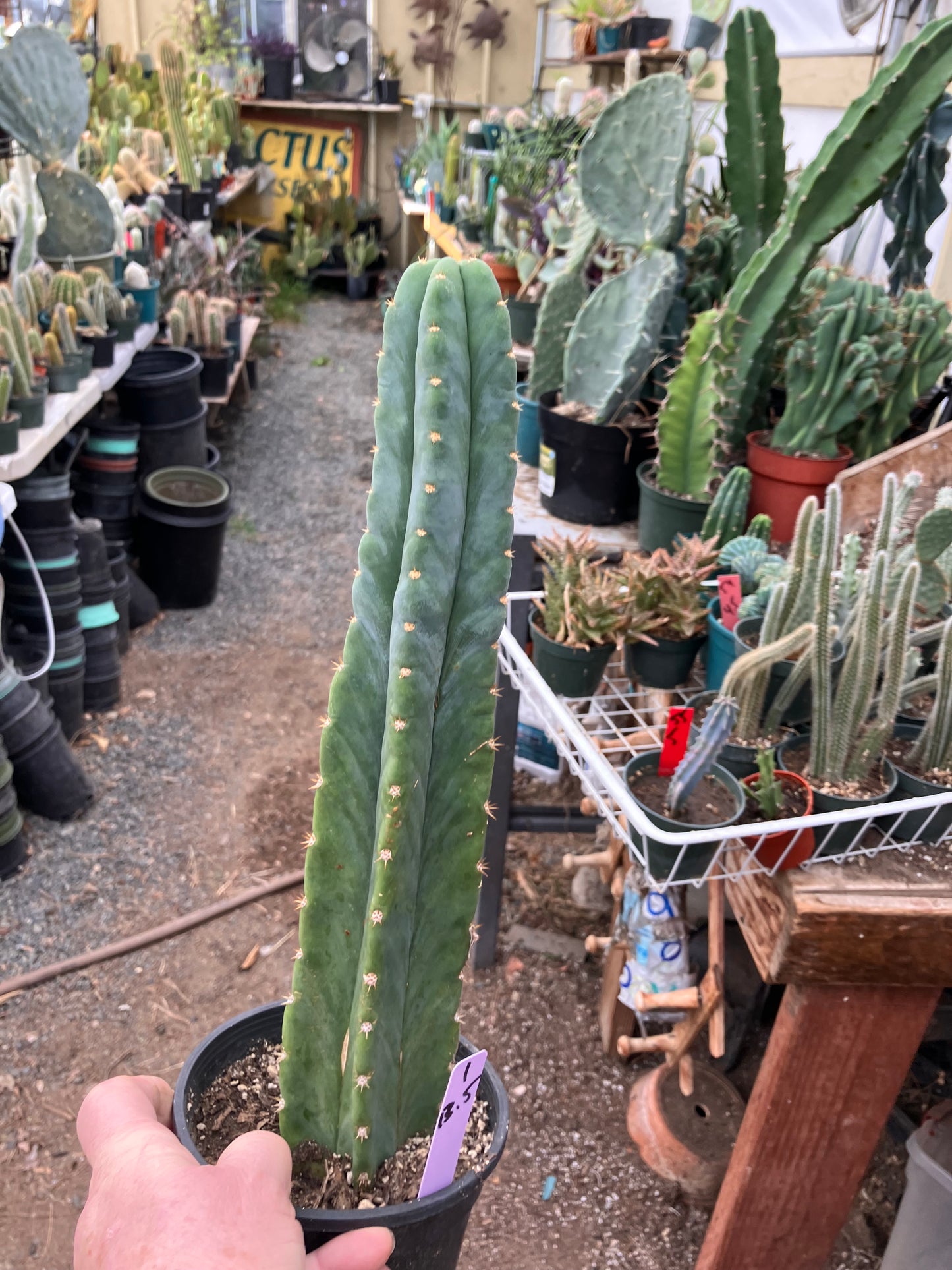San Pedro Cactus - Trichocereus pachanoi 13.5"Tall #1Pu