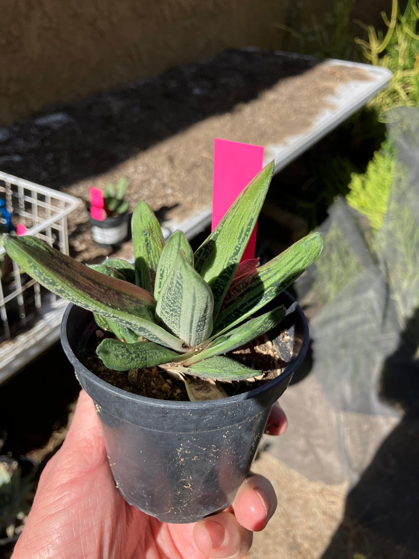 Gasteria Succulent Little Warty 4”Wide #47P