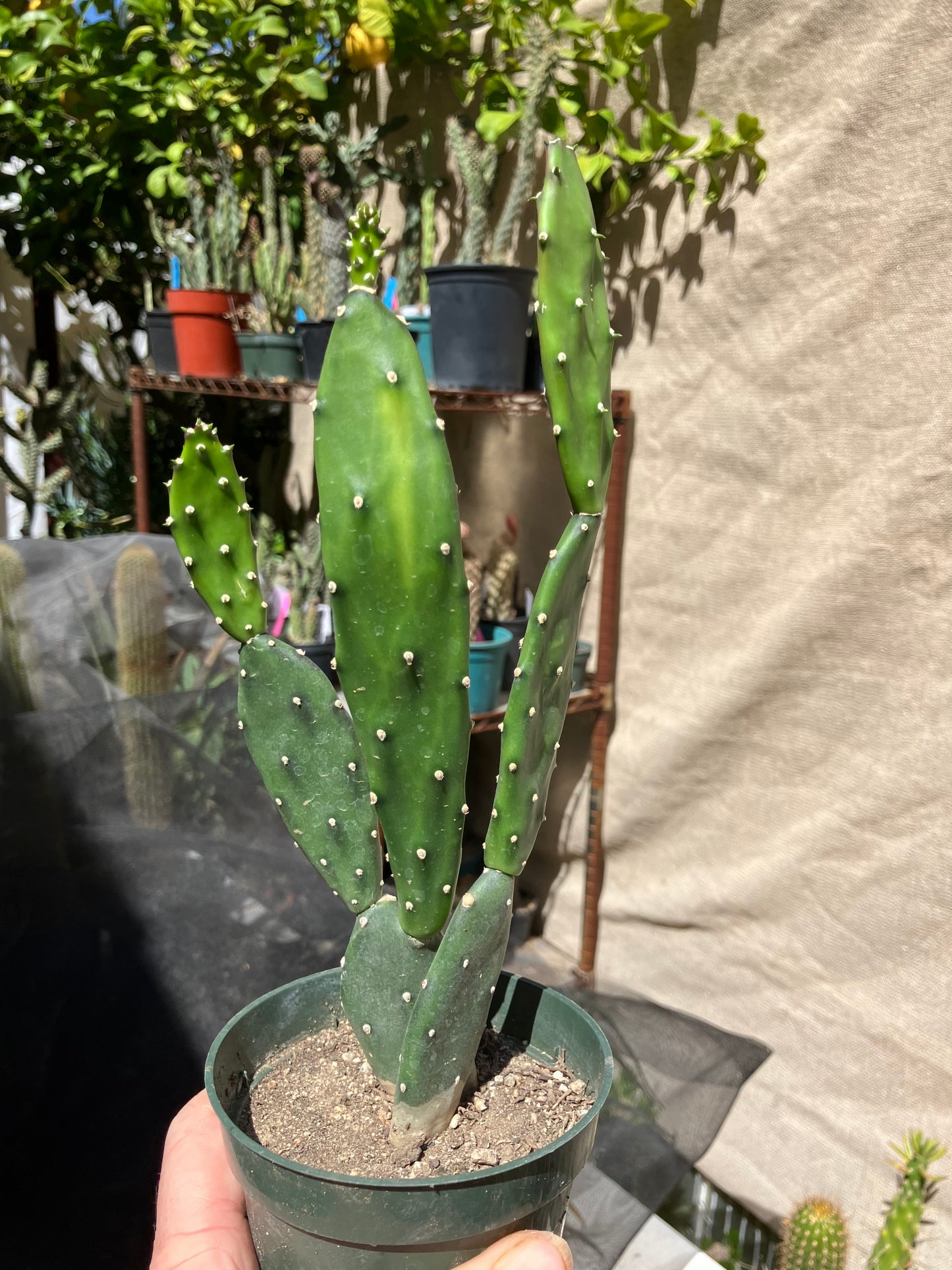 Opuntia Consolea elata Ground Crawler Cactus 9"Tall #999P