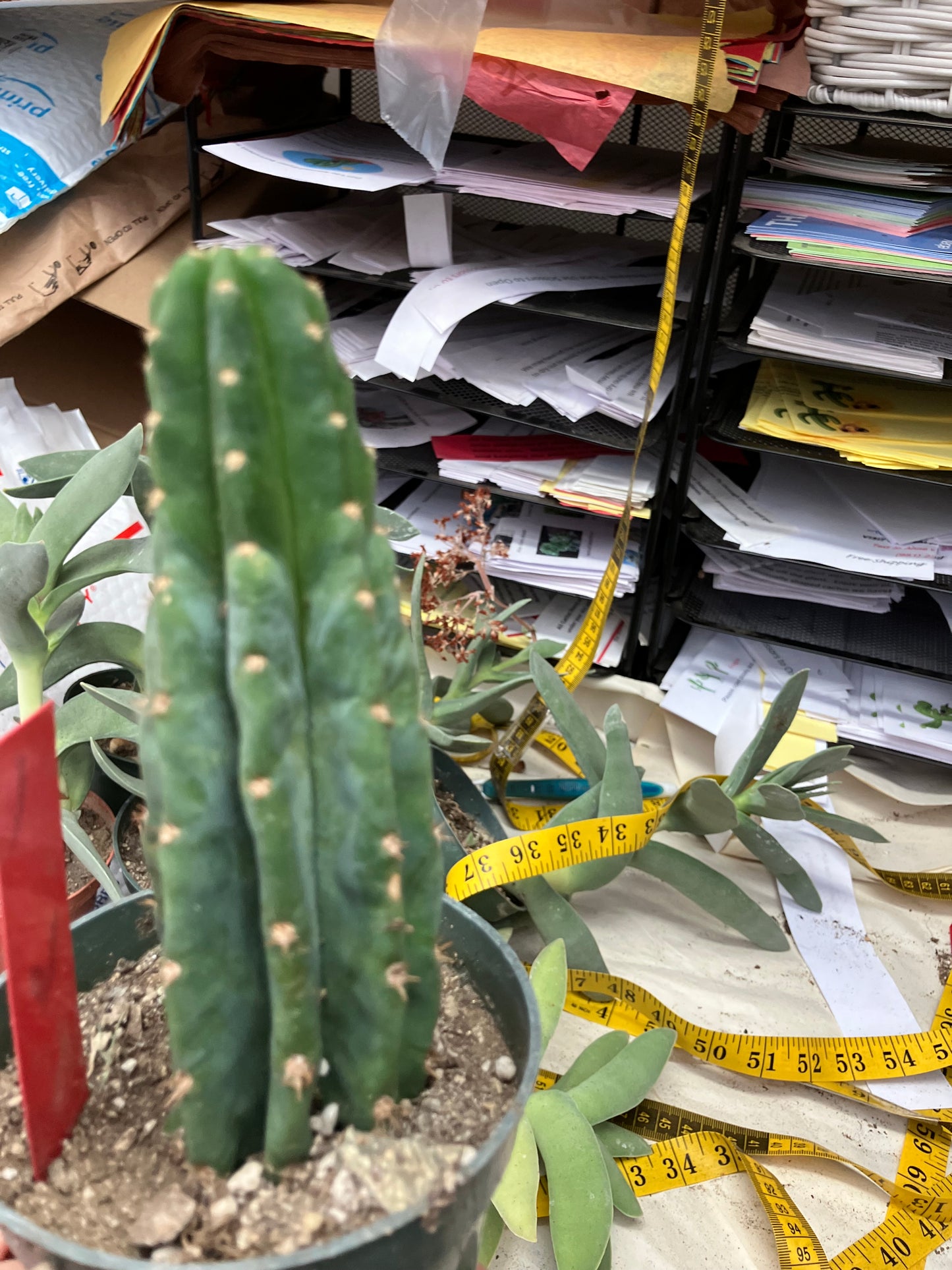 San Pedro Cactus  Trichocereus pachanoi 6"Tall #1R