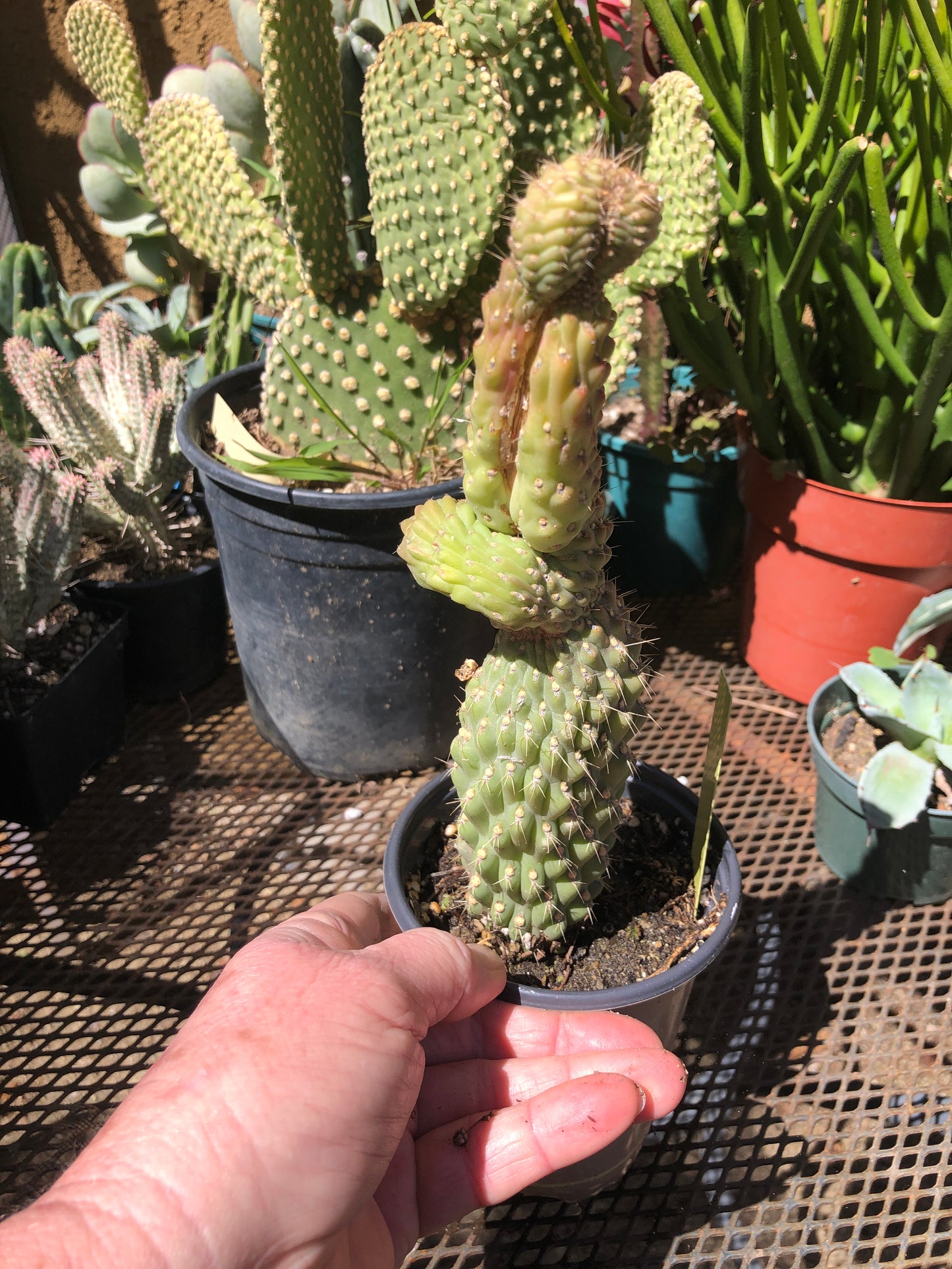 Cylindropuntia fulgida Cholla Boxing Glove Cactus Crest 9"Tall #99Y