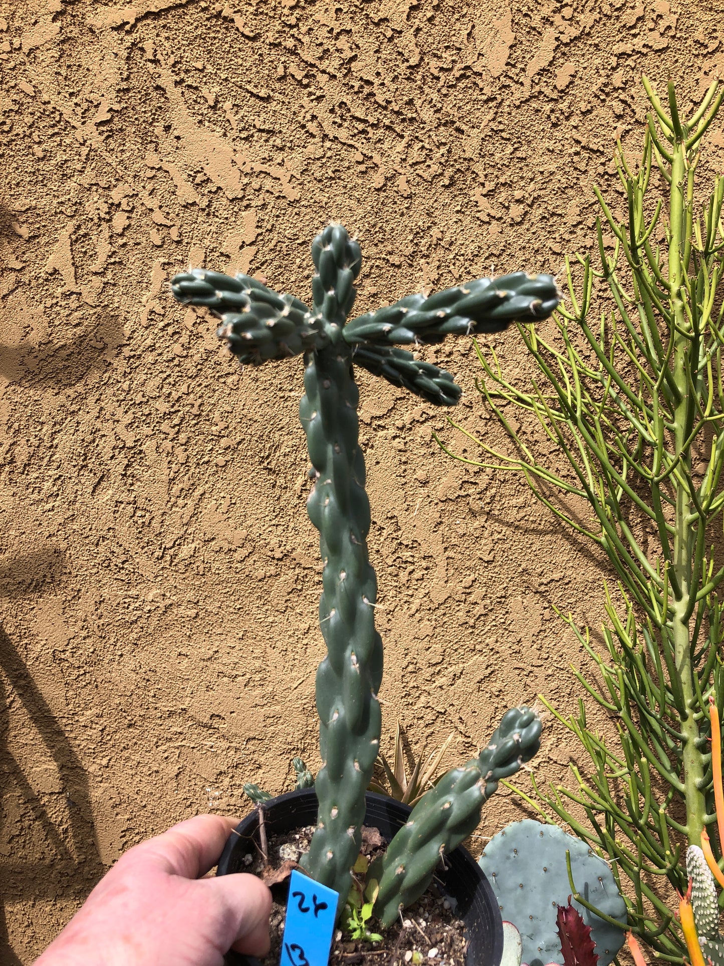 Cholla Cylindropuntia  Buckhorn 13”Tall #26B