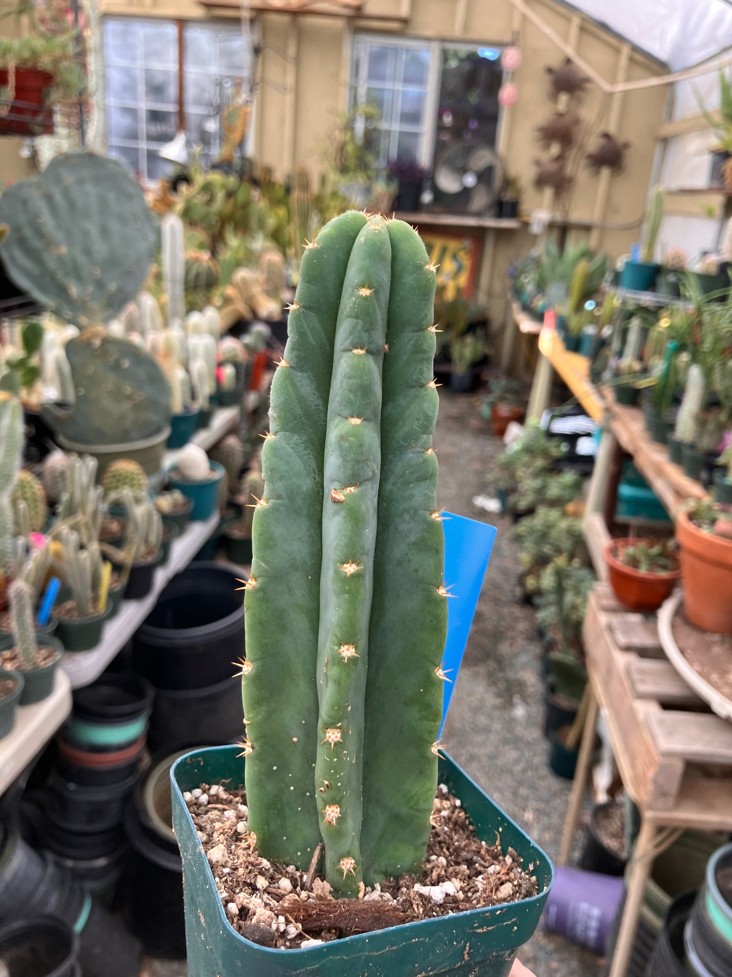 San Pedro Cactus - Trichocereus pachanoi 6.5"Tall #65B