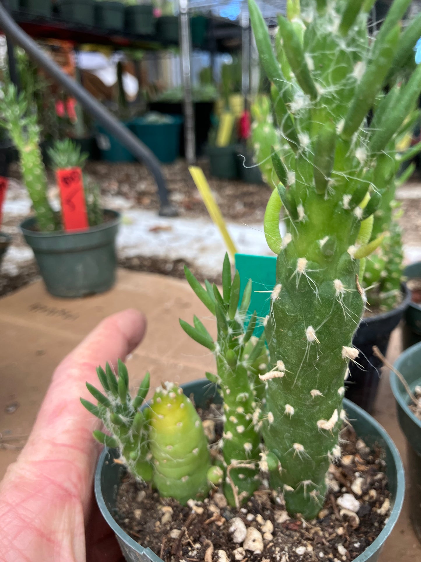 Austrocylindropuntia Cactus Gumbi Mini Eve's Needle 6"Tall #13G