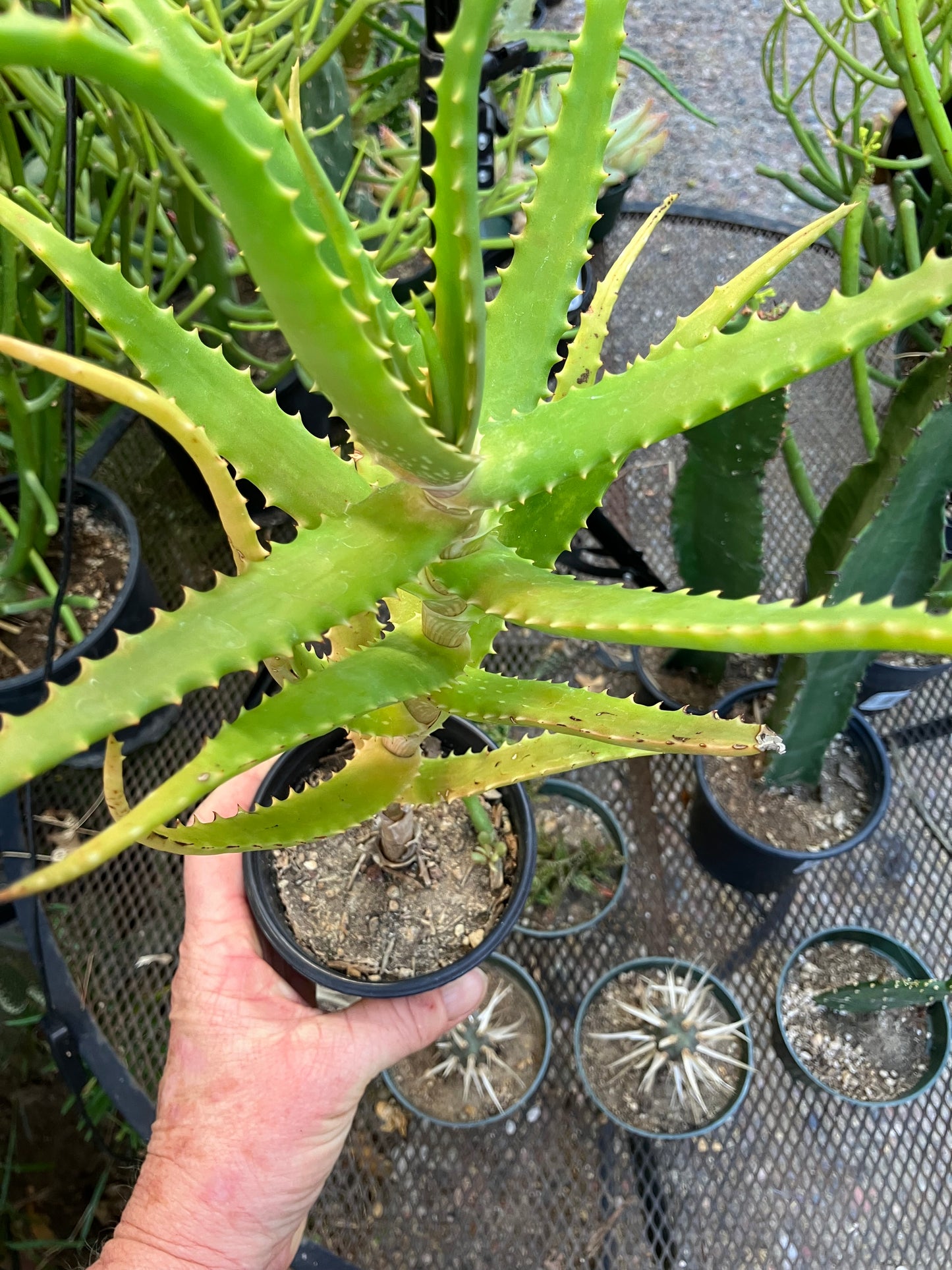 Aloe congolensis Congo Hybrid 13”Tall #93B