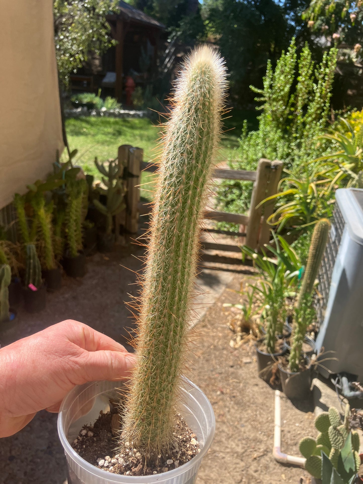 Cleistocactus Strausii Silver Torch Cactus 12”Tall #2W