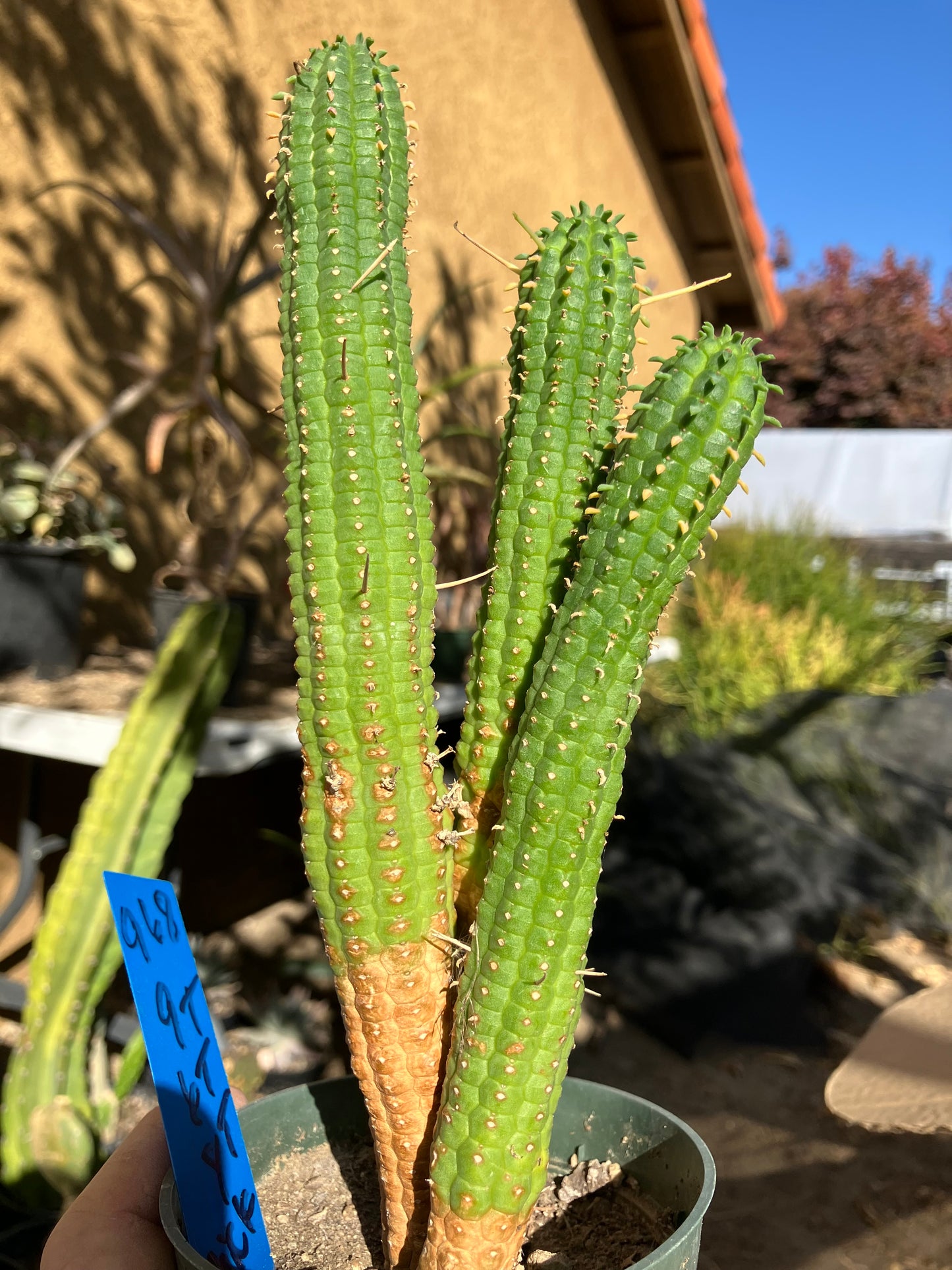 Euphorbia mammillarias Green Corn Cob 9"Tall #968B