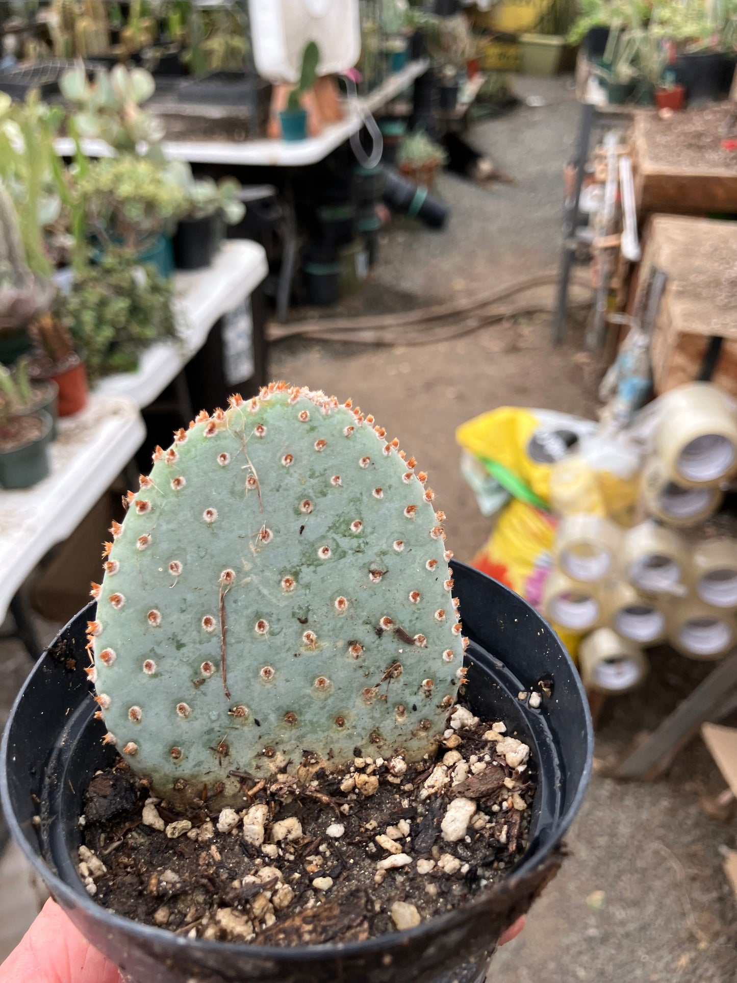 Opuntia Basilaris Beavertail Cactus 3"Tall #83R