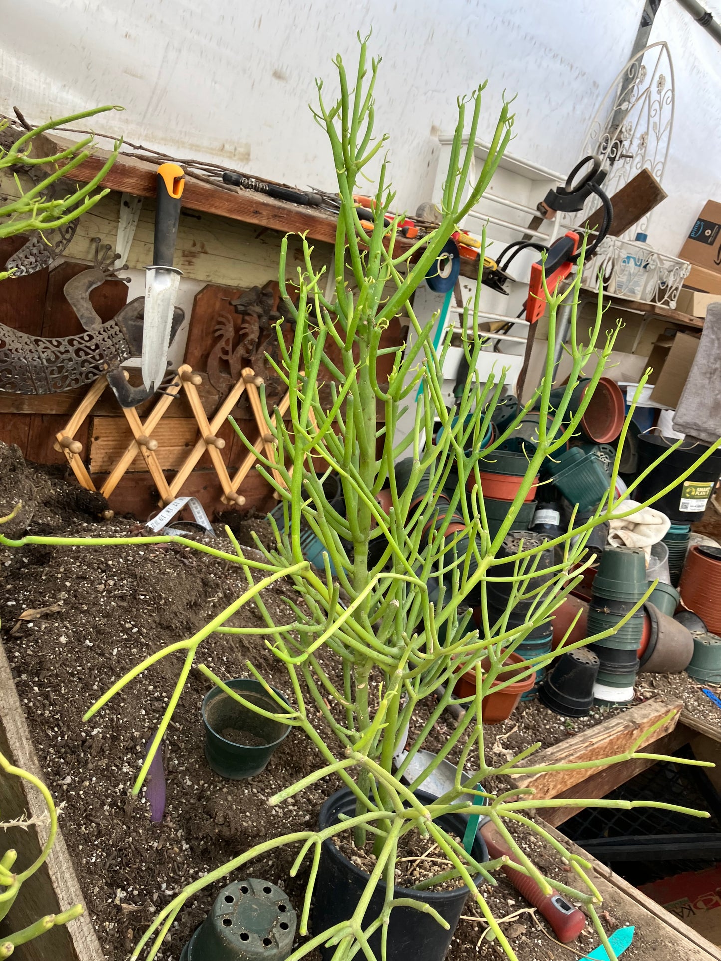 Euphorbia tirucalli Pencil Cactus/Succulent 31"Tall 19"Wide #11G