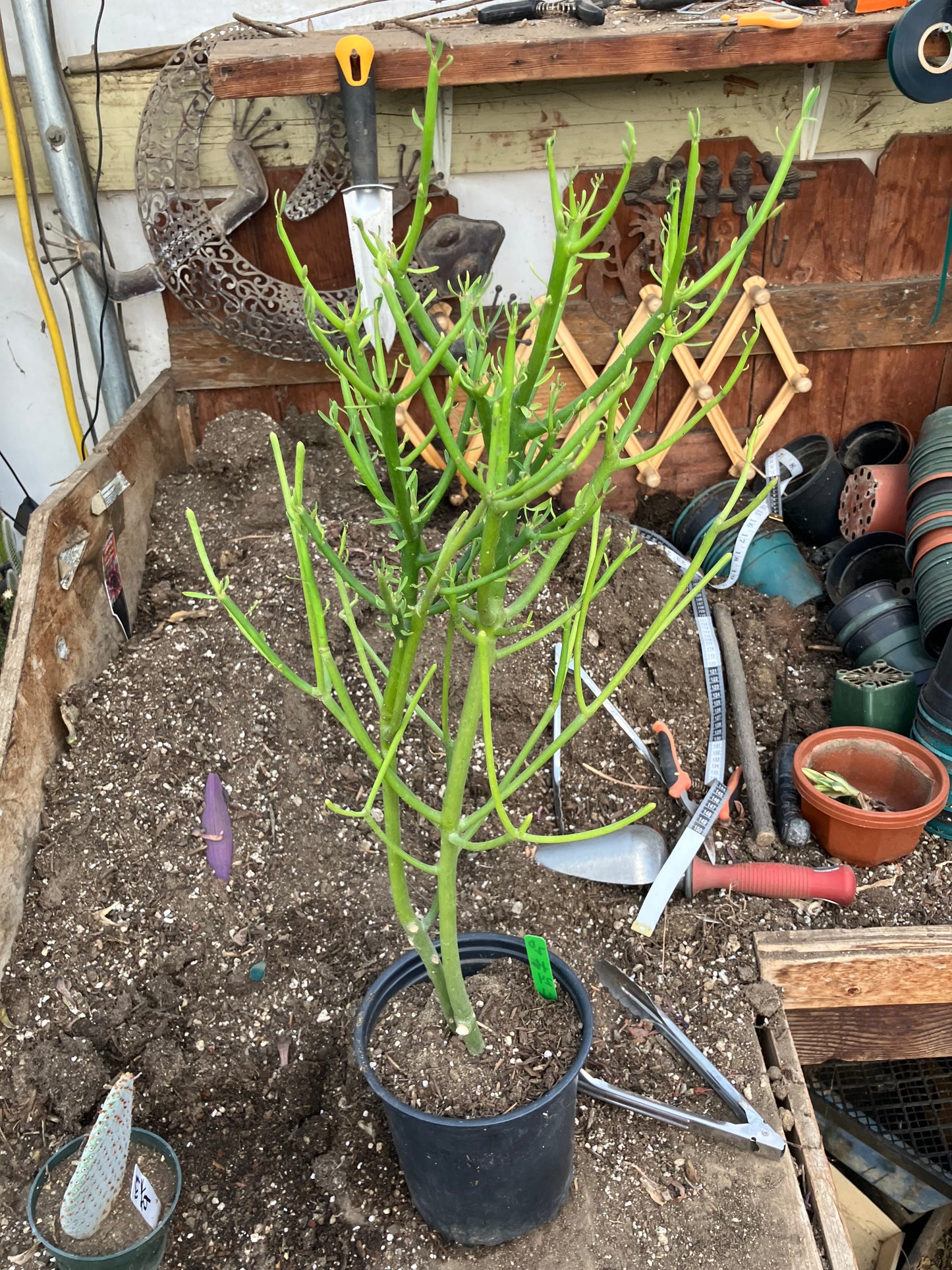 Euphorbia tirucalli Pencil Cactus/Succulent 24"Tall 11"Wide #20G