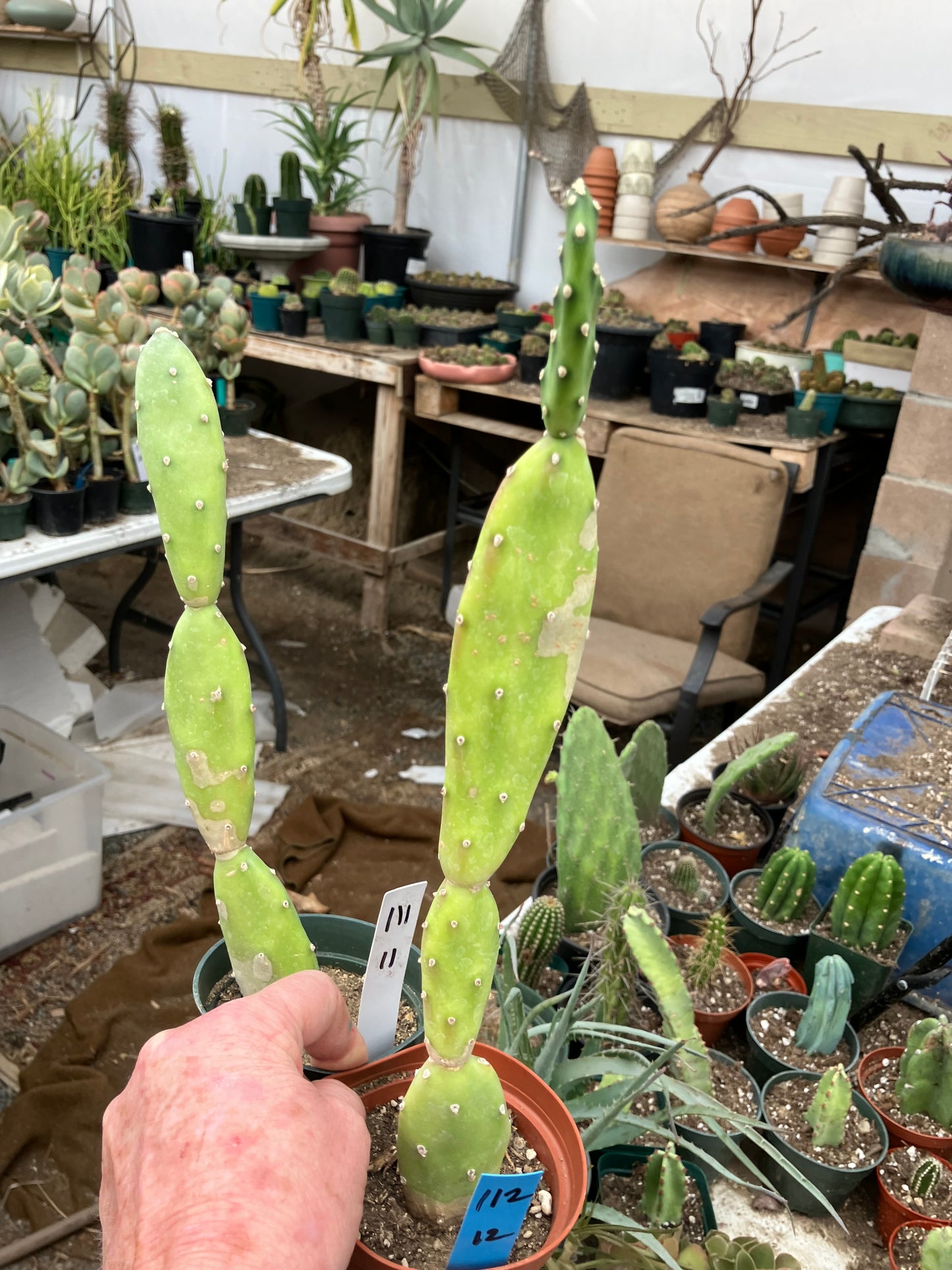 Opuntia canterae elata Ground Crawler 12"Tall #112B