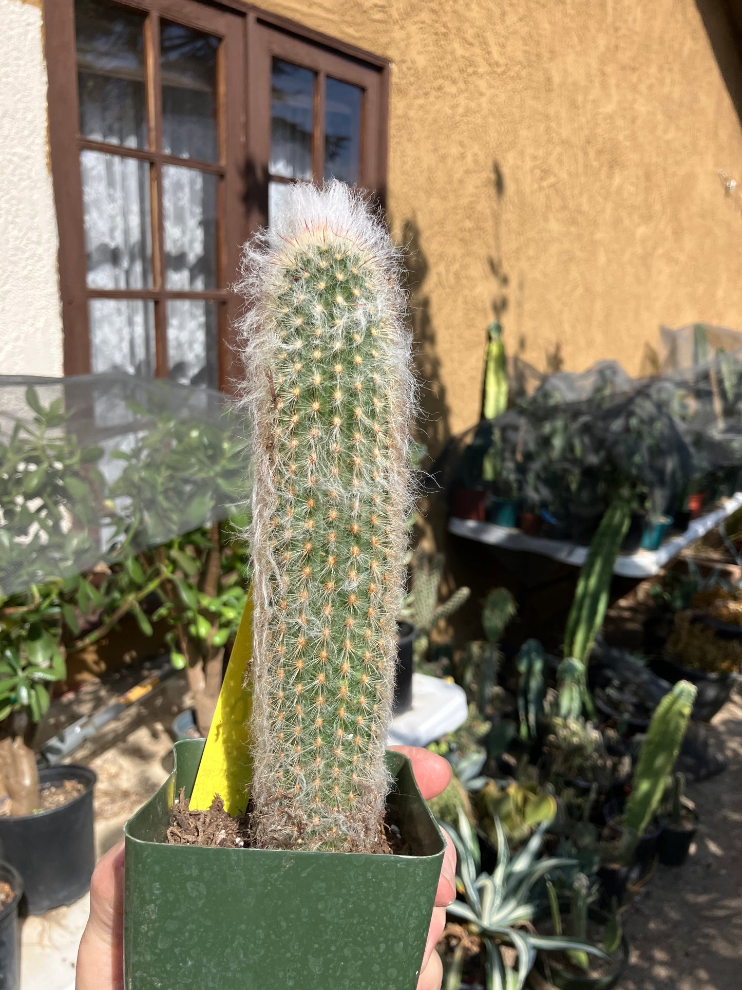 Austrocephalocereus dybowski cabega 8"Tall #109Y Torch