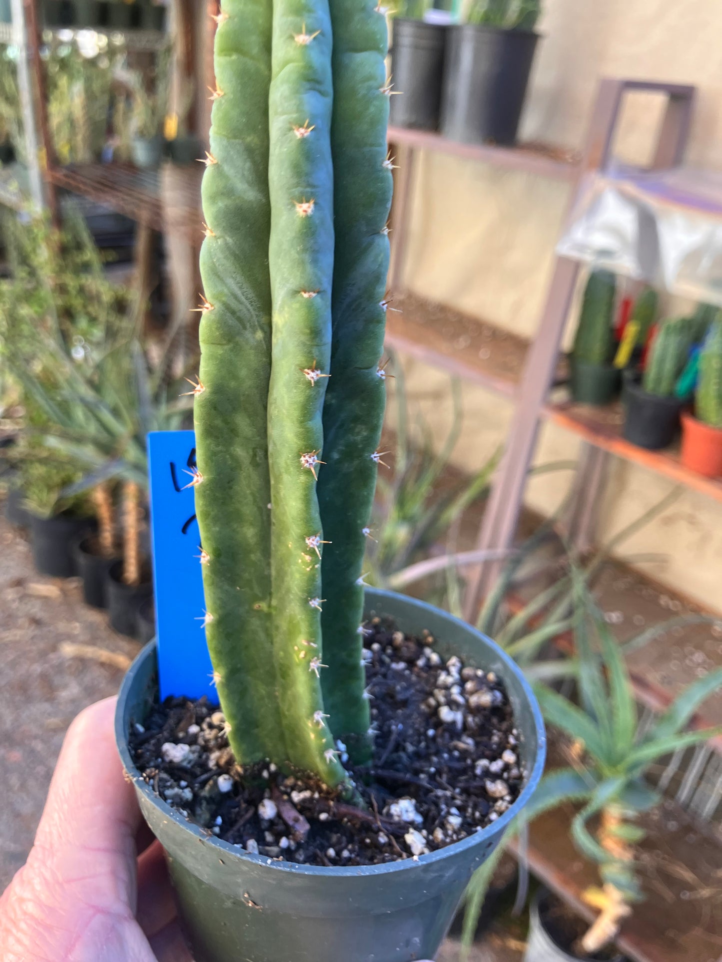 San Pedro Cactus - Trichocereus pachanoi 7"Tall #19B