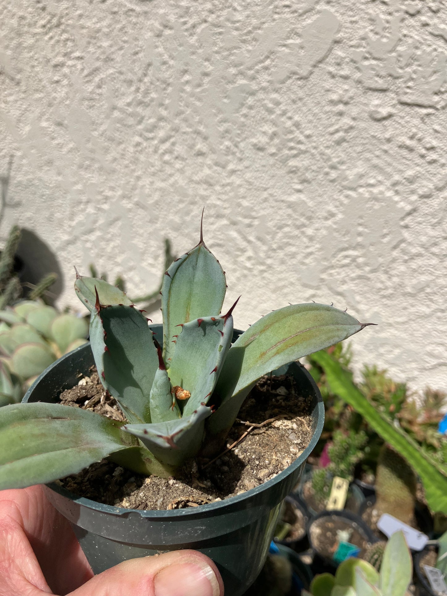 Agave parryi var. truncata Artichoke agave Cold Hardy 4"Wide #40W