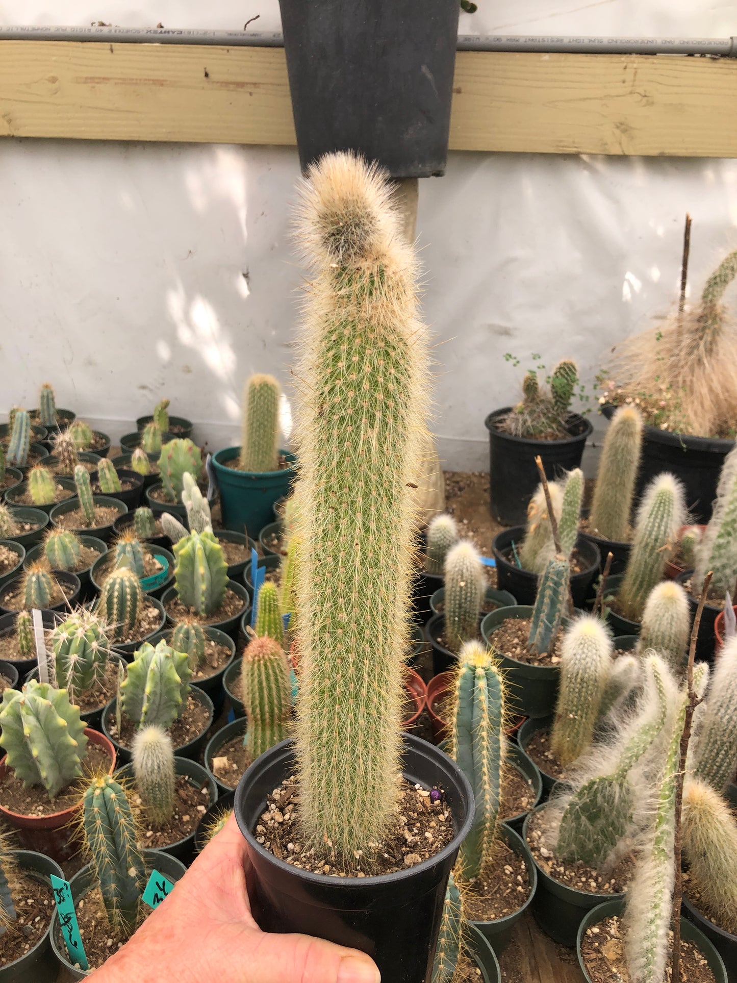 Cleistocactus Strausii Silver Torch Cactus 11”Tall #11W