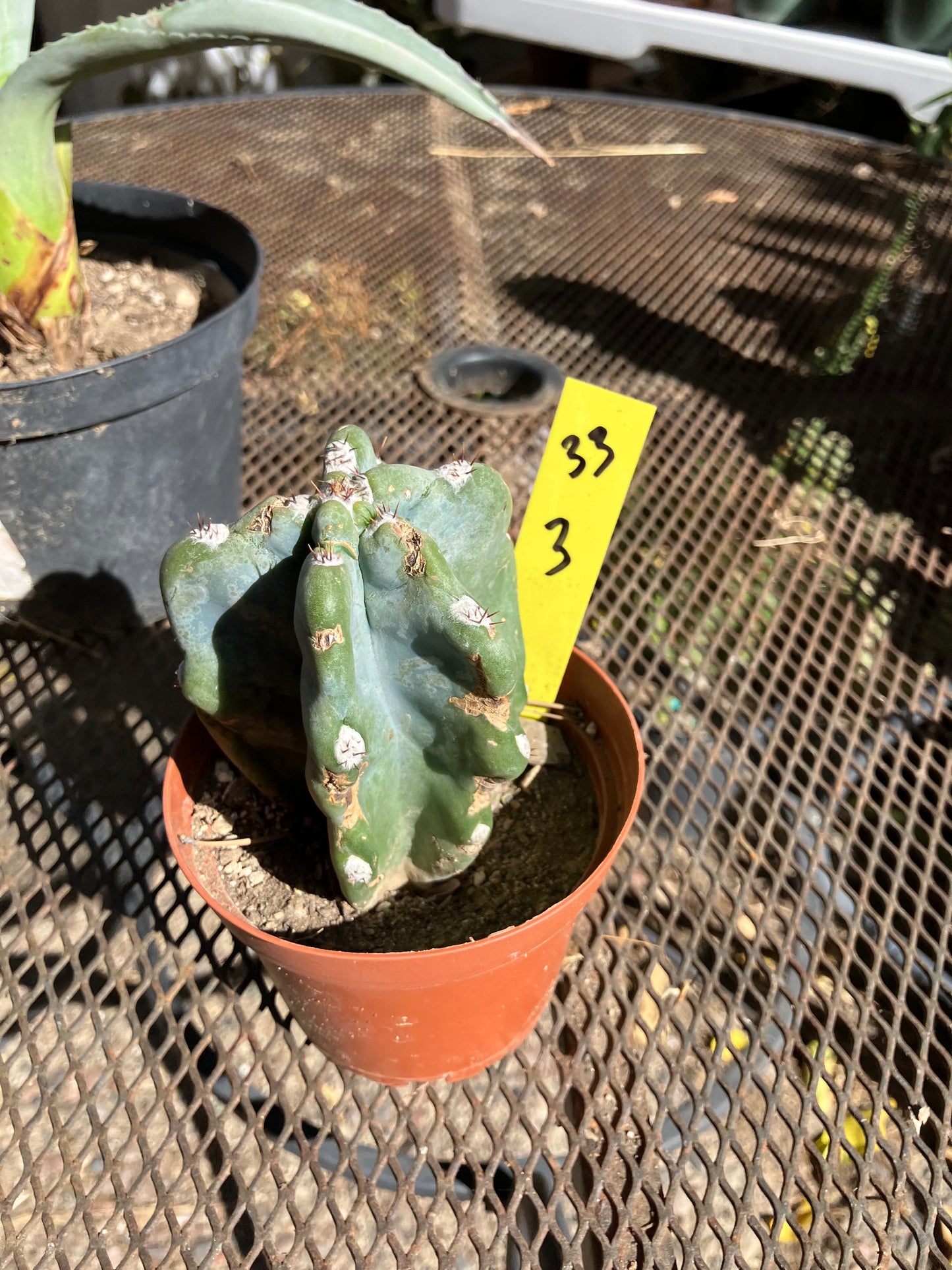 Cereus Peruvianus Monstrose Night Blooming 3”Tall #33Y