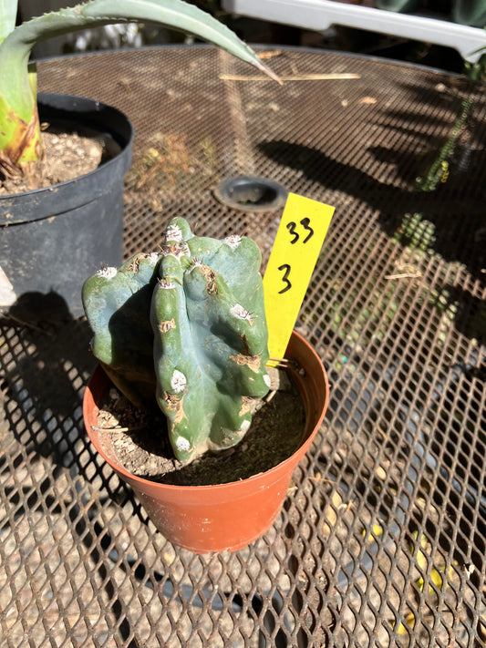 Cereus Peruvianus Monstrose Night Blooming 3”Tall #33Y