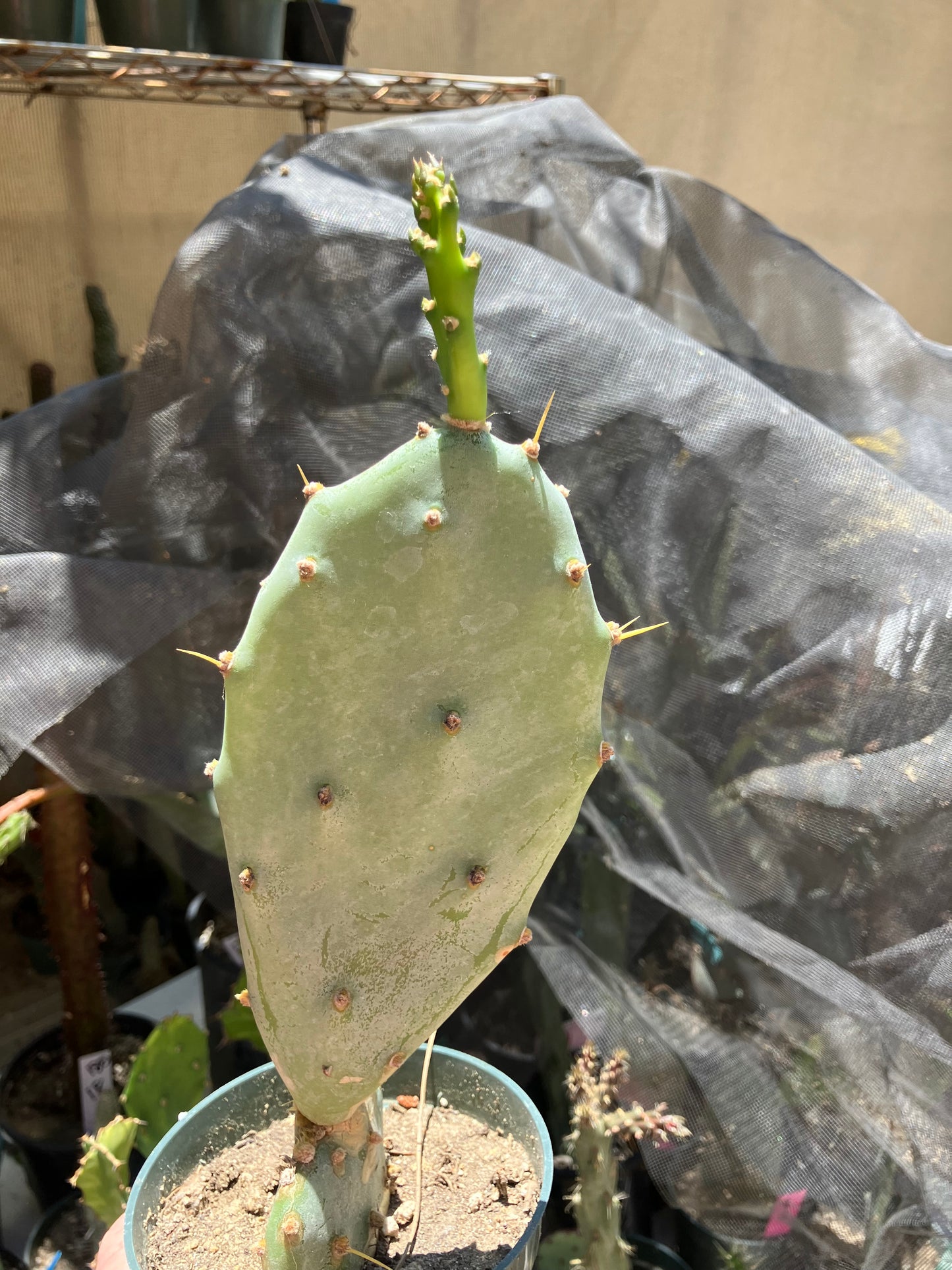 Opuntia Hybrid Cartwheel  "Hybrid Prickly Pear" 7"Tall #77W