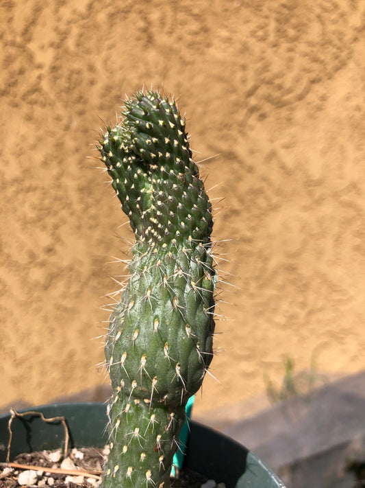 Cylindropuntia fulgida Cholla Boxing Glove Cactus Crest 4.5"Tall #46G