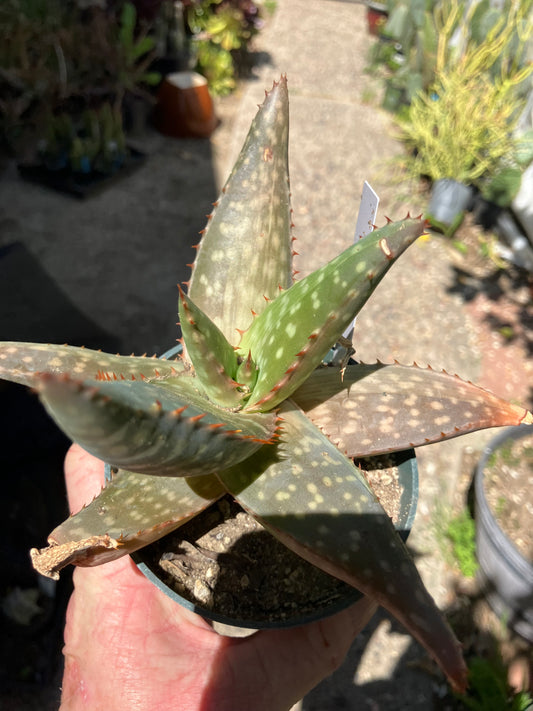 Aloe swynnertonii Succulent/Cactus 6"Wide #28W