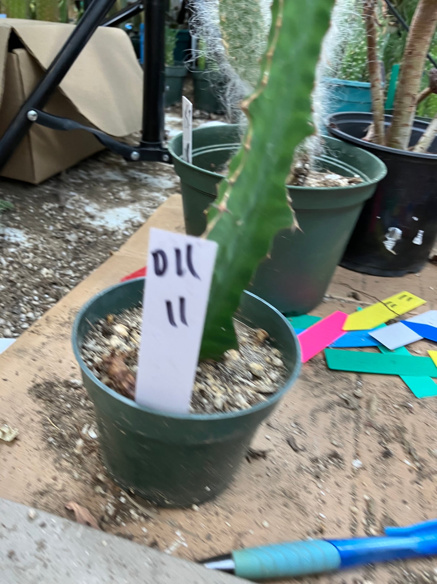 Euphorbia pseudocactus Zig Zag 11”Tall #011W