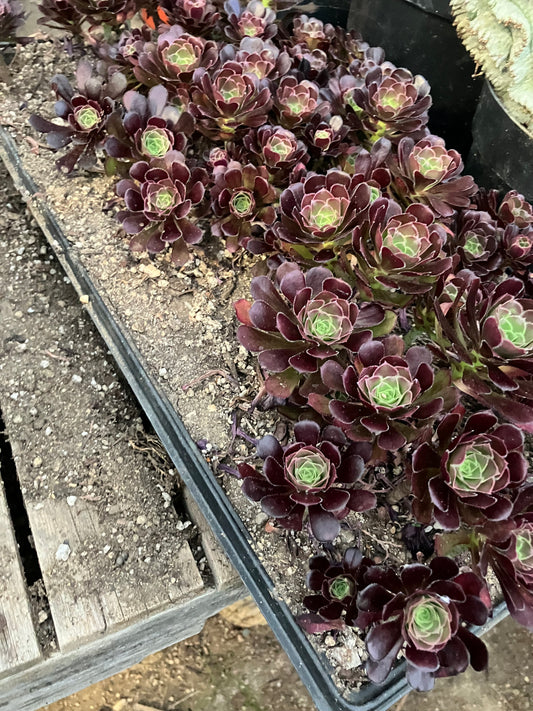 Red Aeoniums "Jack Catlin" Eight (8) Starters 4"-6" Tall Rooted Rosettes