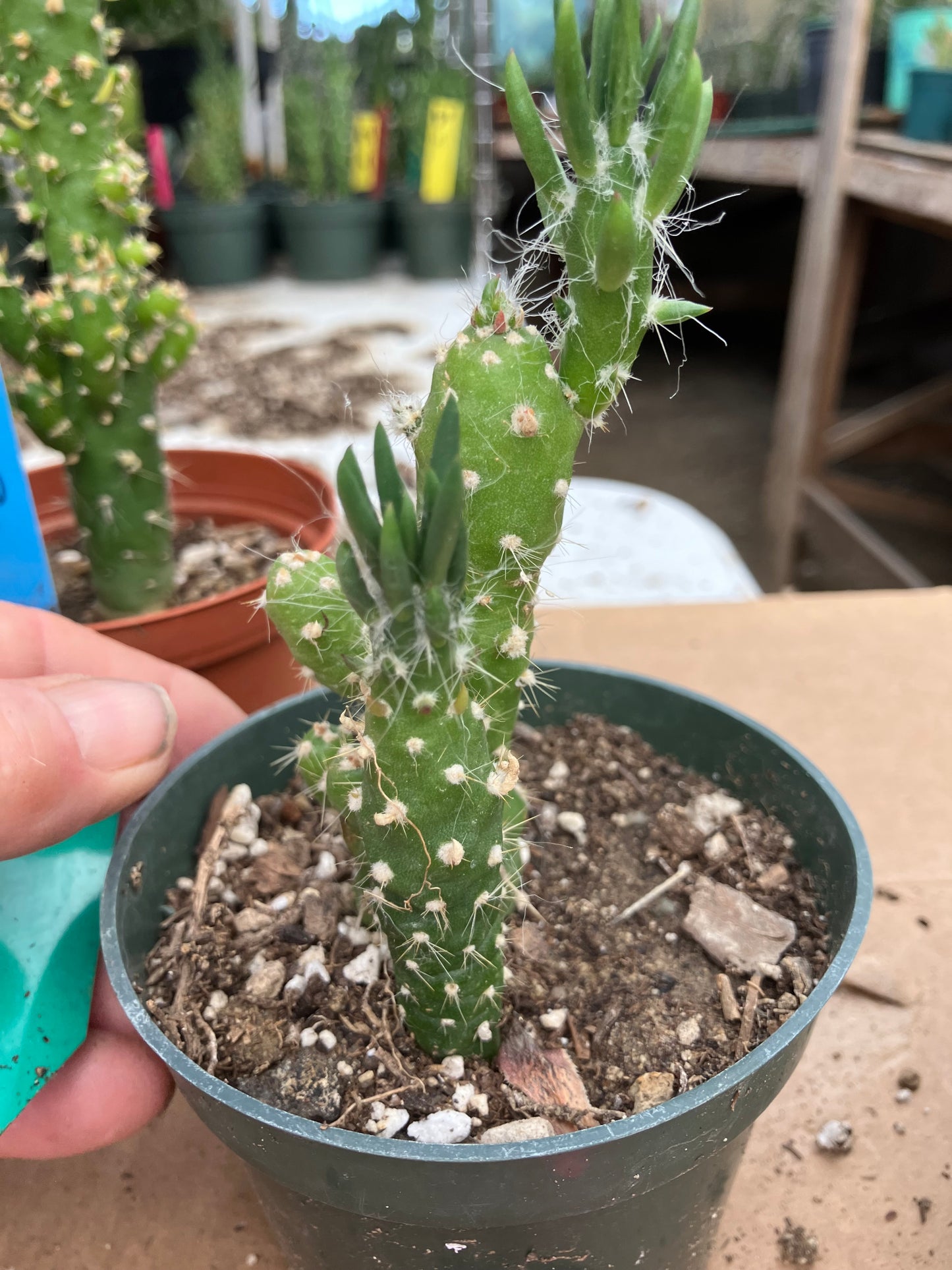 Austrocylindropuntia Cactus Gumbi Mini Eve's Needle 4"Tall #11G