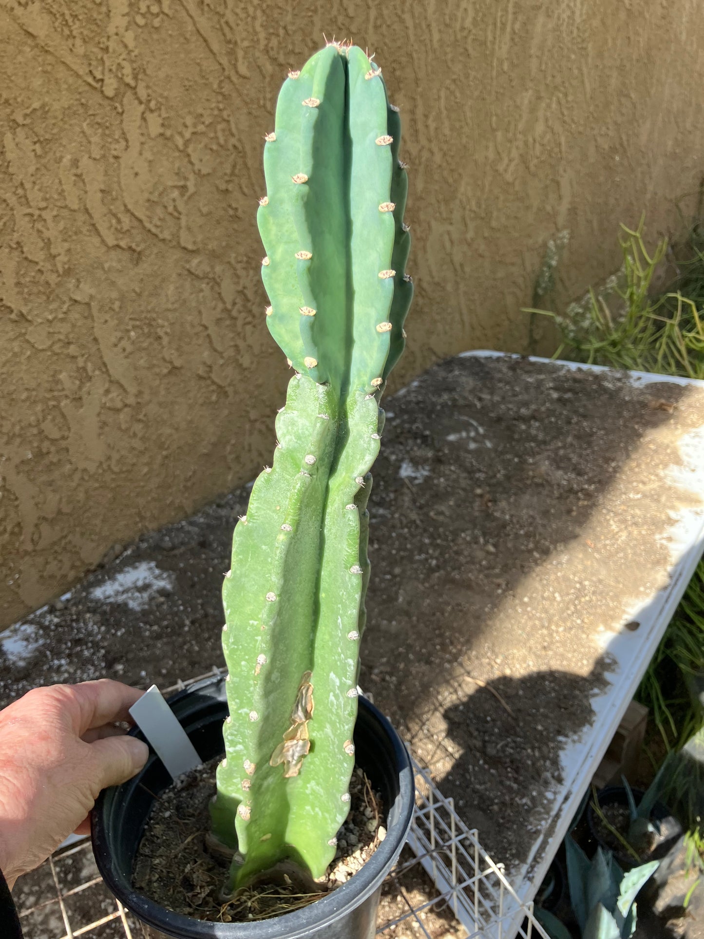 Cereus Peruvianus  Night Blooming 16"Tall#166W