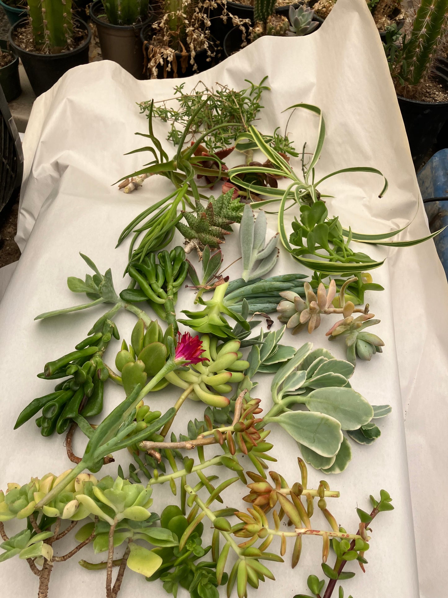 Assorted Succulent Cuttings/Clippings (60)  3"-5"Tall Variety Extras Colorful