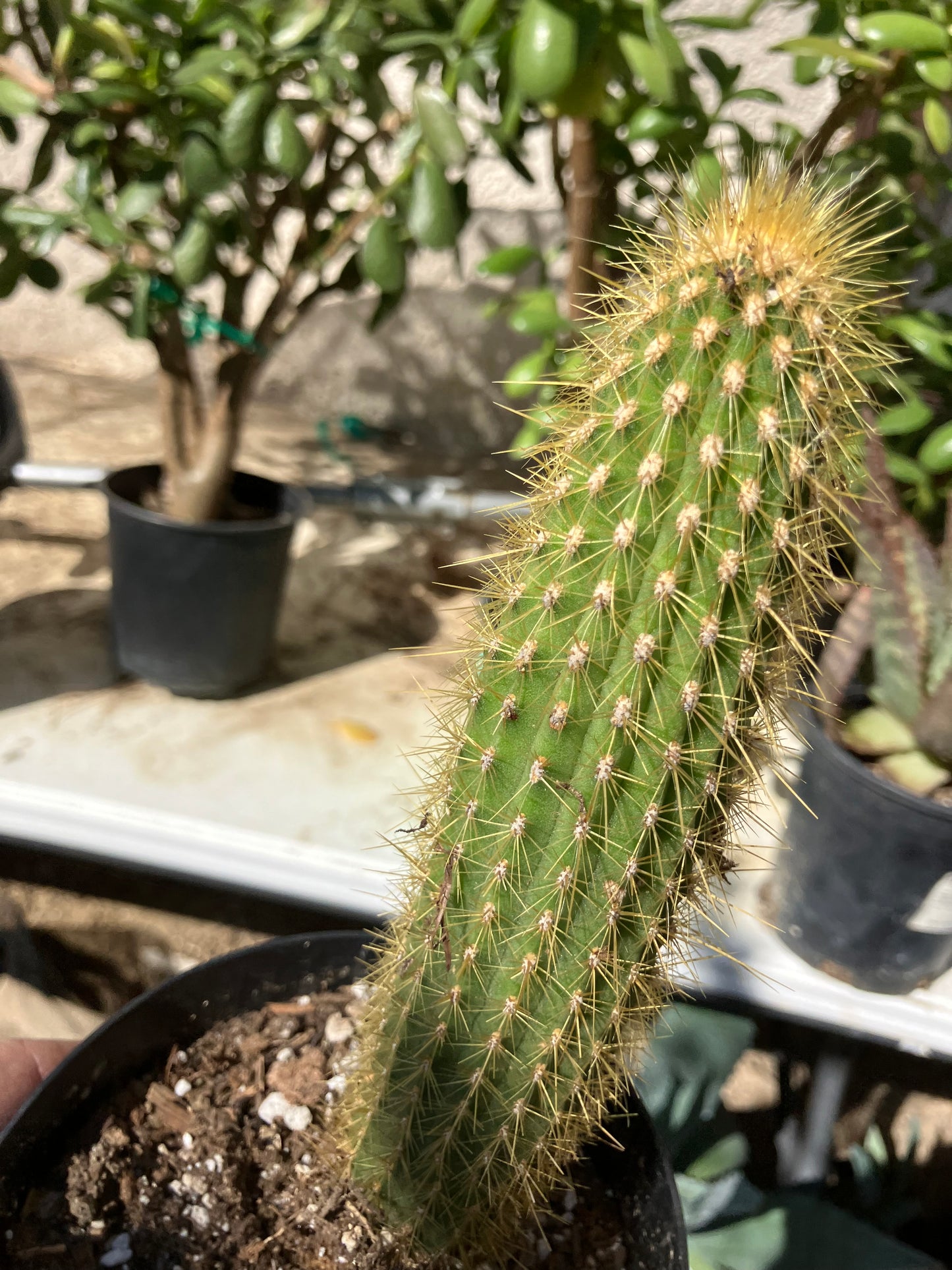 Cleistocactus hyalacanthus Cactus Columnar 9"Tall #99G