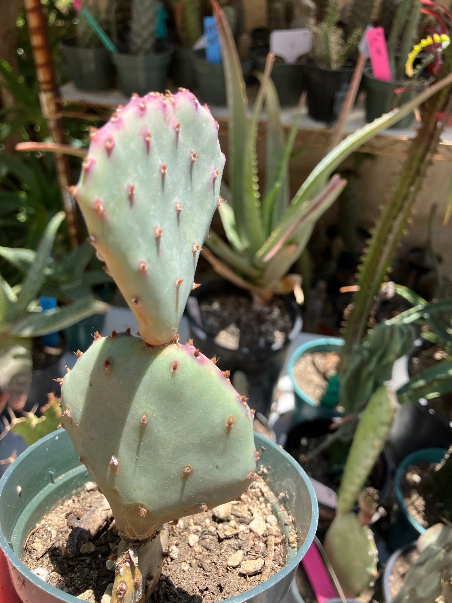 Opuntia Santa Rita Purple Prickly Pear 3.5"Tall #3W