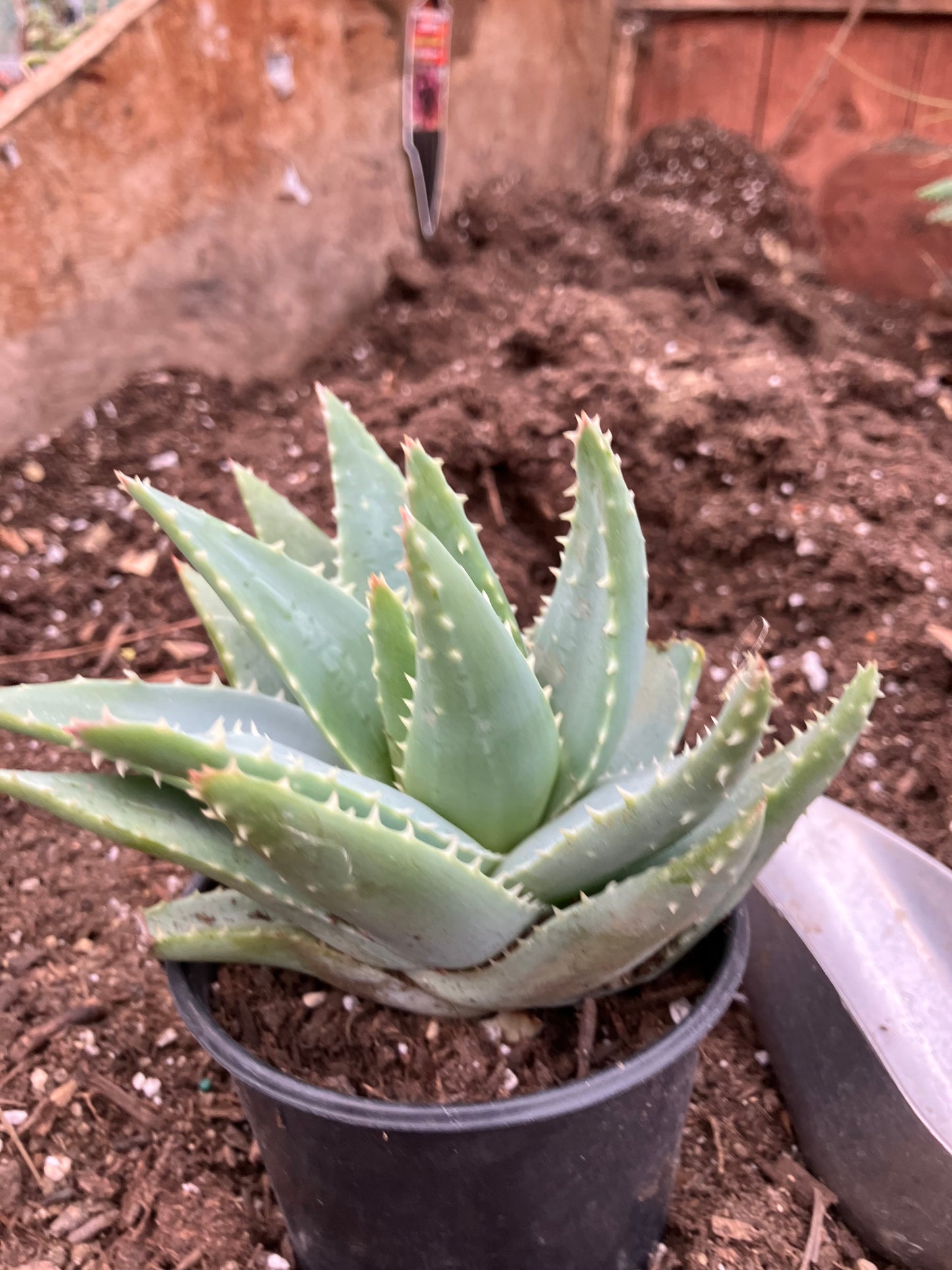 Aloe Brevifolia Short Leaf Aloe  Succulent 5" Wide #91G