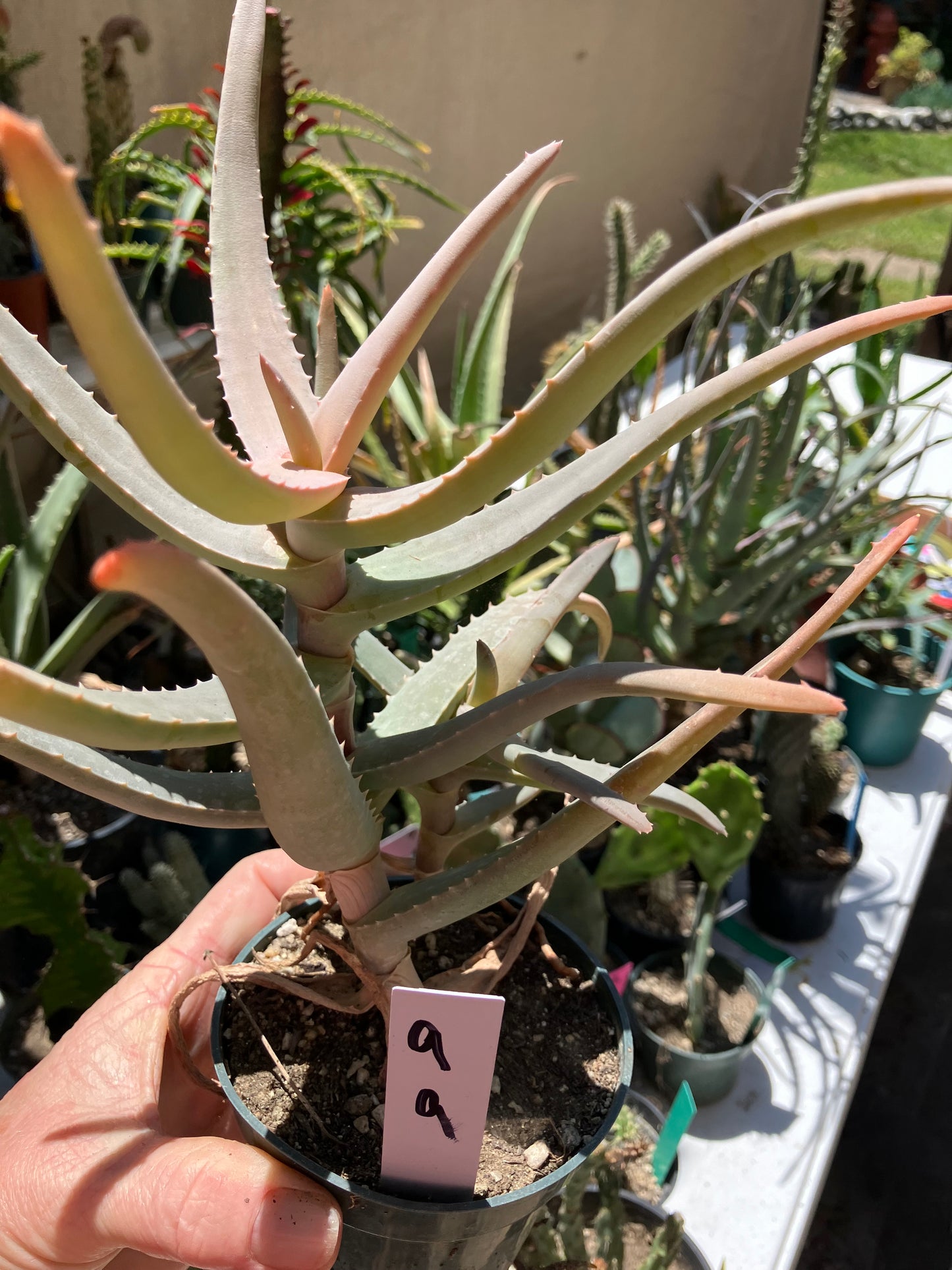 Aloe~ miloittii Uncommon Hybrid 9"Wide #9W