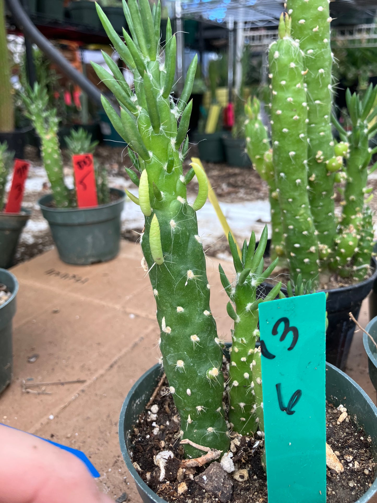 Austrocylindropuntia Cactus Gumbi Mini Eve's Needle 6"Tall #13G