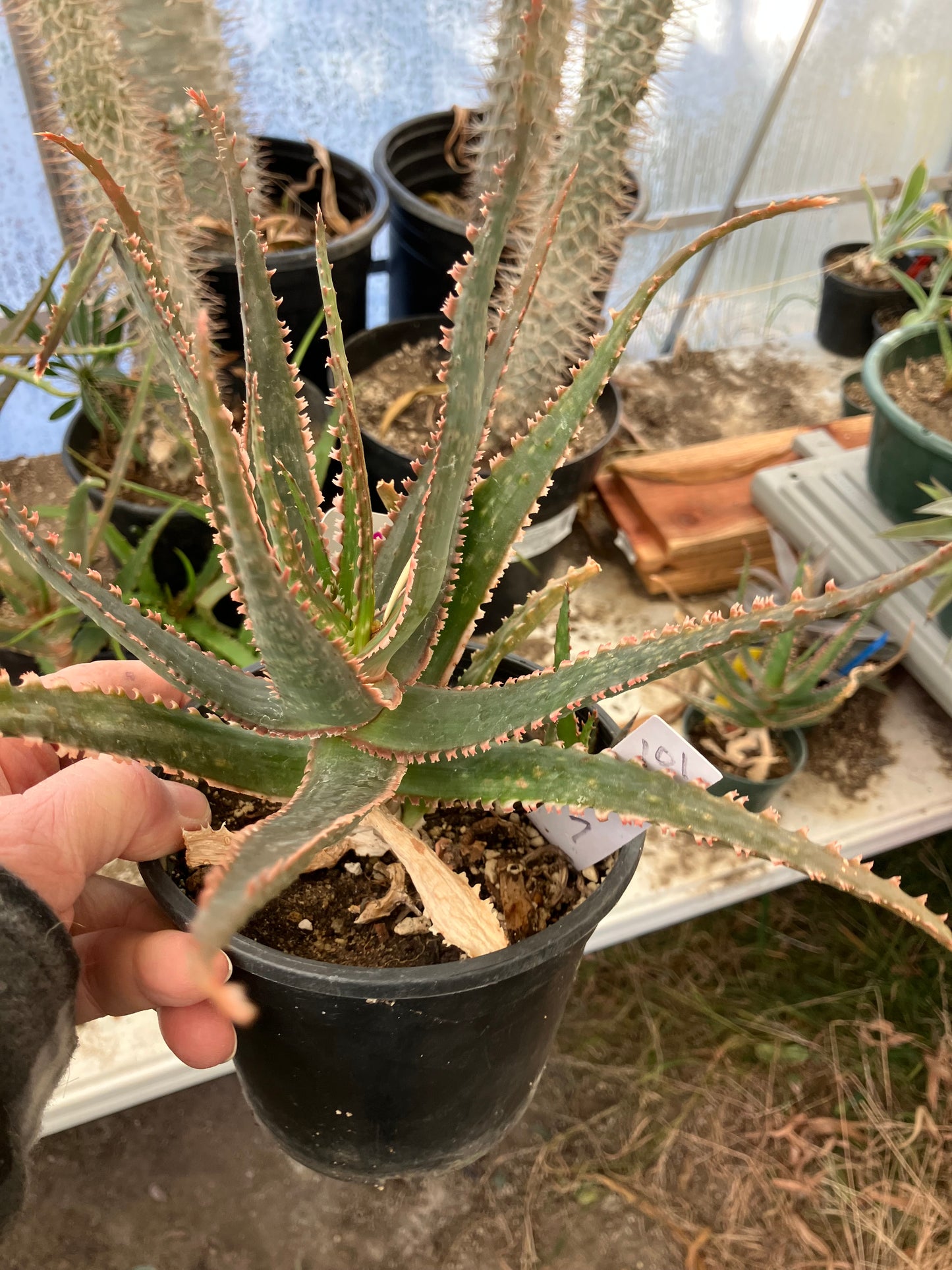 Aloe  Swordfish Succulent 7" Wide #093W